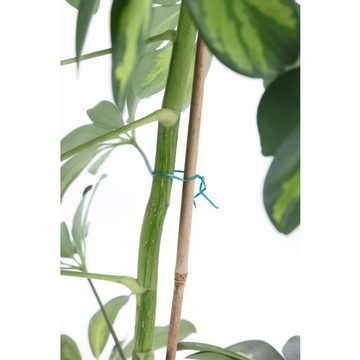 BURI Rankhilfe 10er Set Bambus-Stangen L 90cm, ø 8-10mm Rankhilfe Pflanzenstab Stange