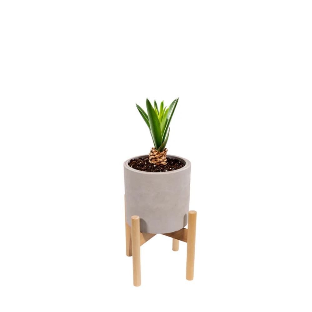 Schweng Blumentopf Blumentopf Zement – rund, Natural Color, Holzständer 21 × 21 × 21 cm