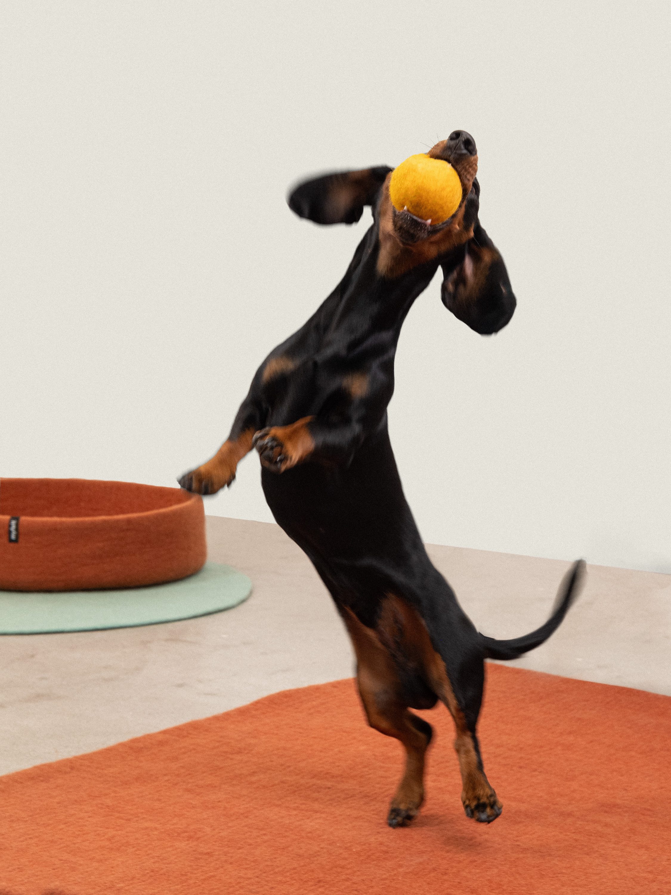 myfelt Tierball Filz Ball Set, reiner Schurwolle, Zweifarbiges Hundeball Set (2-tlg) 7 cm, handgefertigt, Unterstützt die Zahnpflege