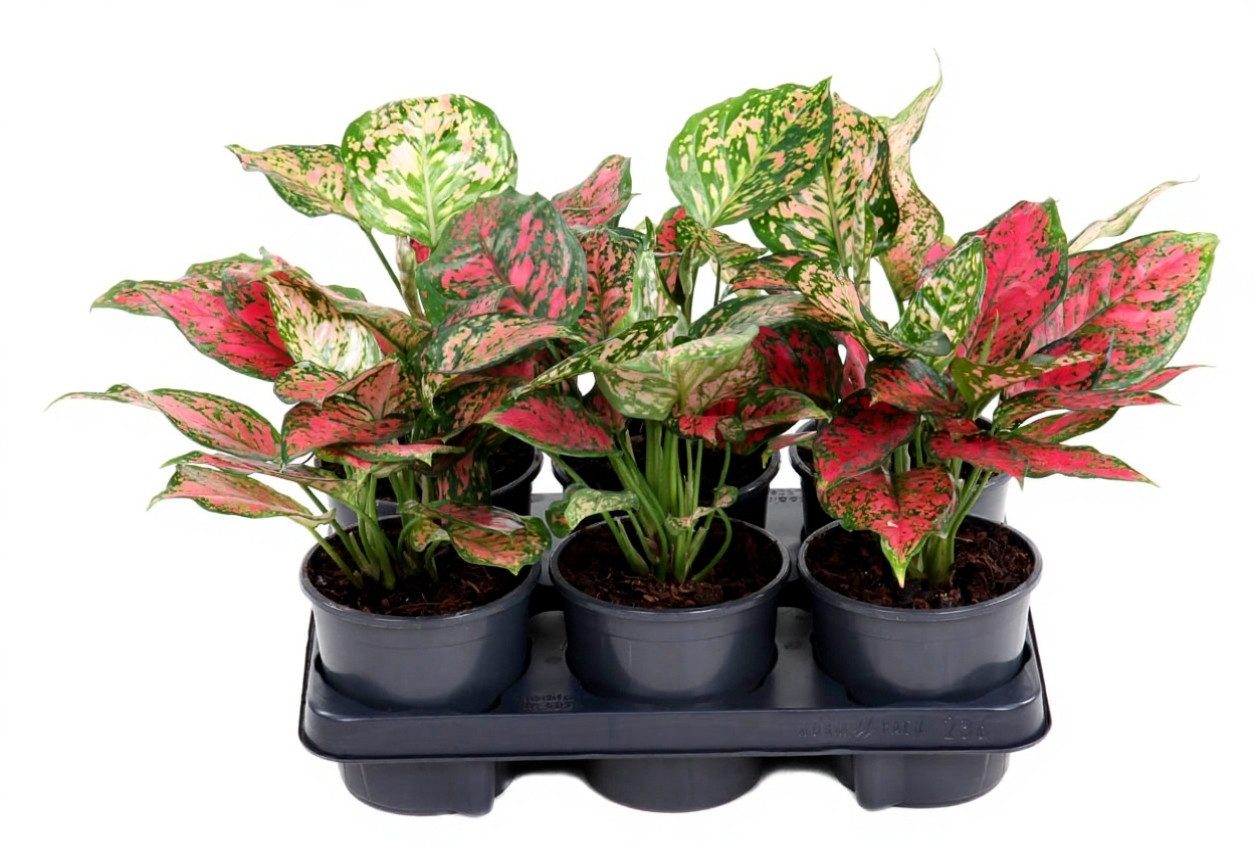 Pflanzen für Dich Zimmerpflanze Aglaonema Red Valentine, 1 St., rote Blätter, pflegeleicht
