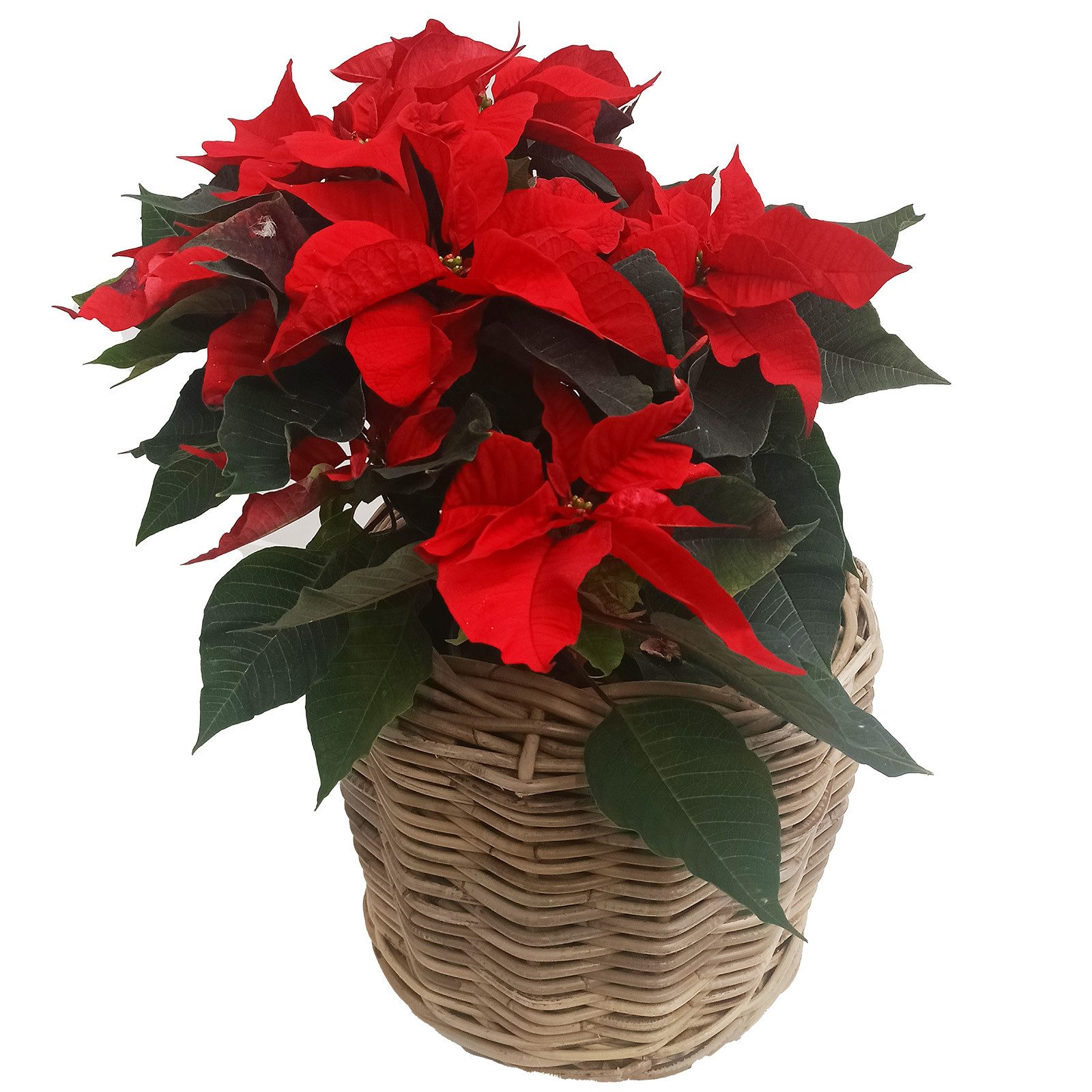 Van der Leeden Blumentopf Blumenkorb Pflanzkorb günstig online kaufen