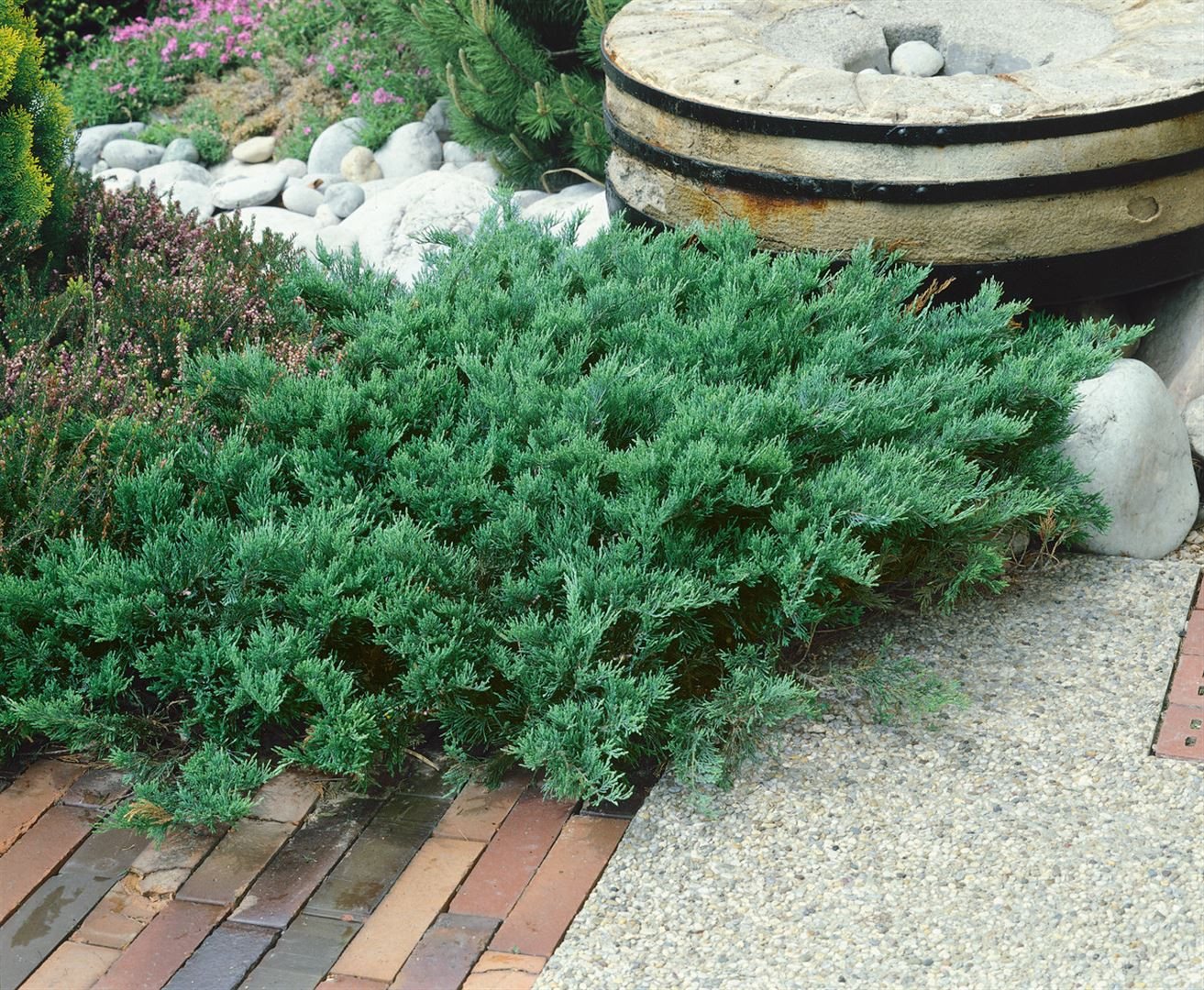 Pflanzen für Dich Konifere Juniperus sabina Tamariscifolia, 1 St., Sadebaum, Stinkwacholder, niedrigwachsend, nadelartig