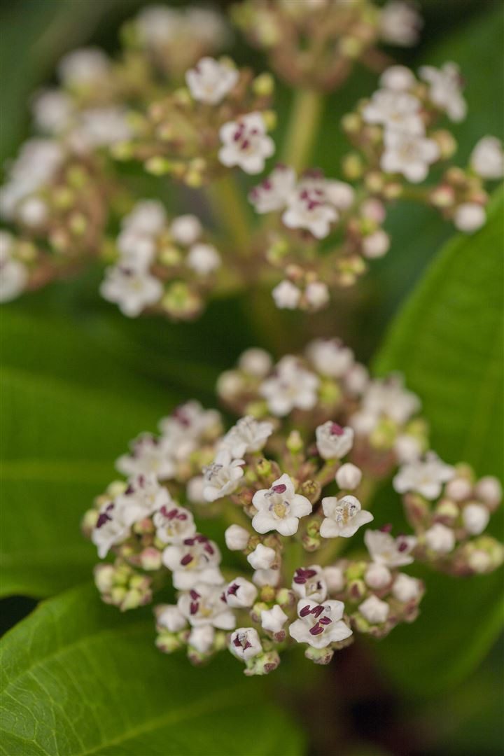 Pflanzen für Dich Gehölze Viburnum davidii, 1 St., David-Schneeball, Immergrüner Schneeball