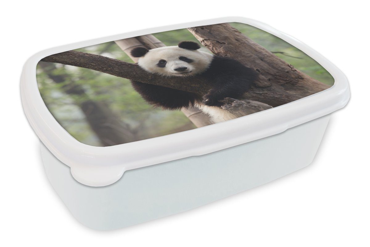 Erwachsene, - und Kunststoff, und (2-tlg), Wald, Mädchen Jungs für MuchoWow Kinder Brotbox Panda weiß Baum Brotdose, für - Lunchbox