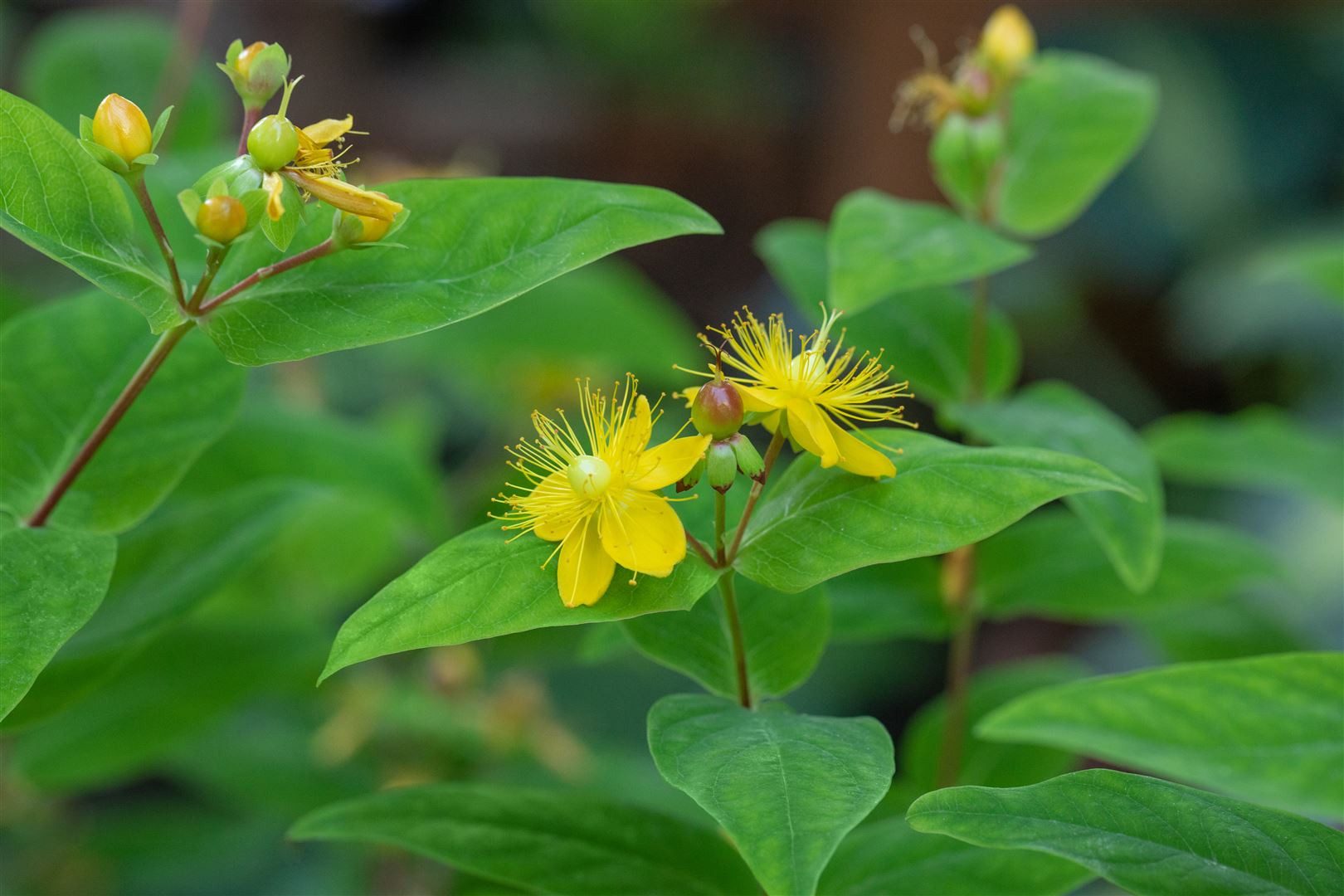Pflanzen für Dich Staude Hypericum perforatum, 1 St., Johanniskraut, Tüpfel-Johanniskraut