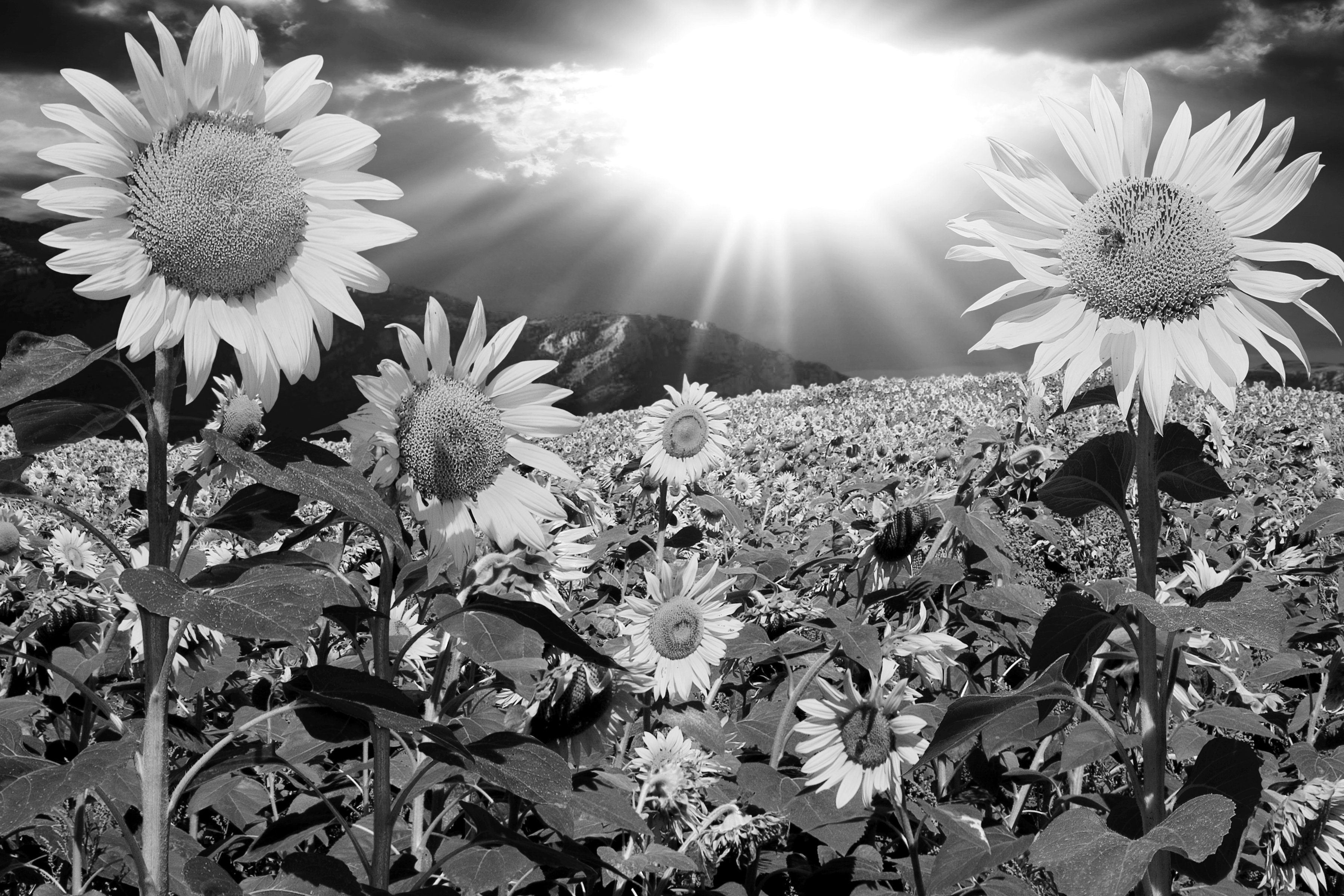 Schwarz Weiß Pusteblume & Fototapete Papermoon
