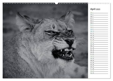 CALVENDO Wandkalender Löwen schwarz weiß (Premium, hochwertiger DIN A2 Wandkalender 2023, Kunstdruck in Hochglanz)