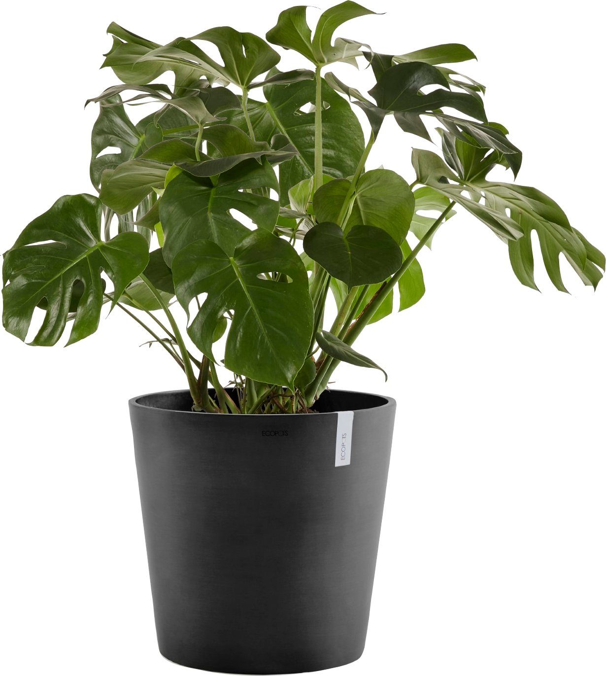 ECOPOTS Blumentopf Wasserreservoir AMSTERDAM cm, mit Grey, Dark 50x50x43,8 BxTxH: