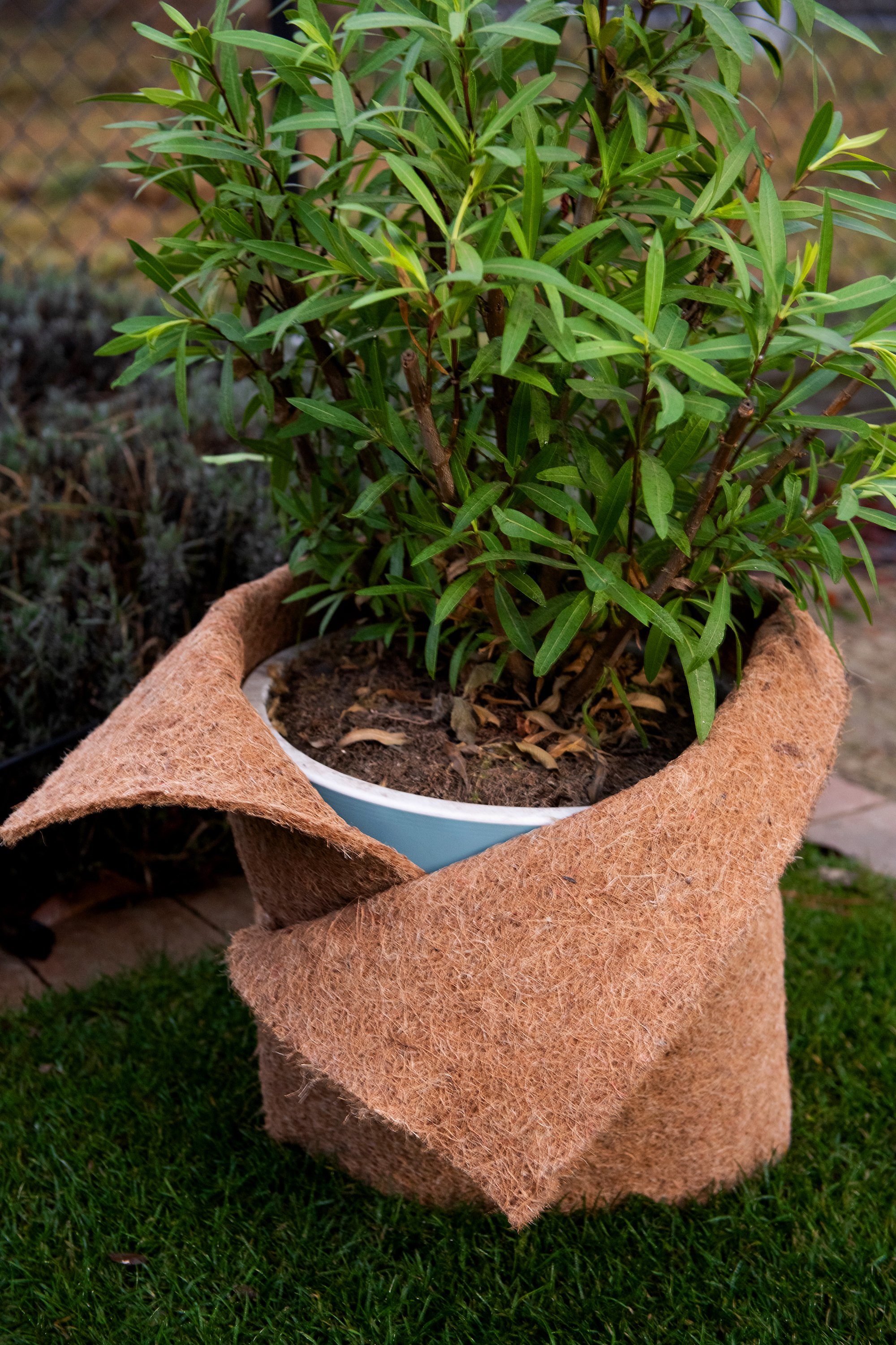 MC.Sammler Kokosmatte Kokosfasern Meterware 25cm/50cm/100cm 100% biologisch abbaubar, 25cm x 1m