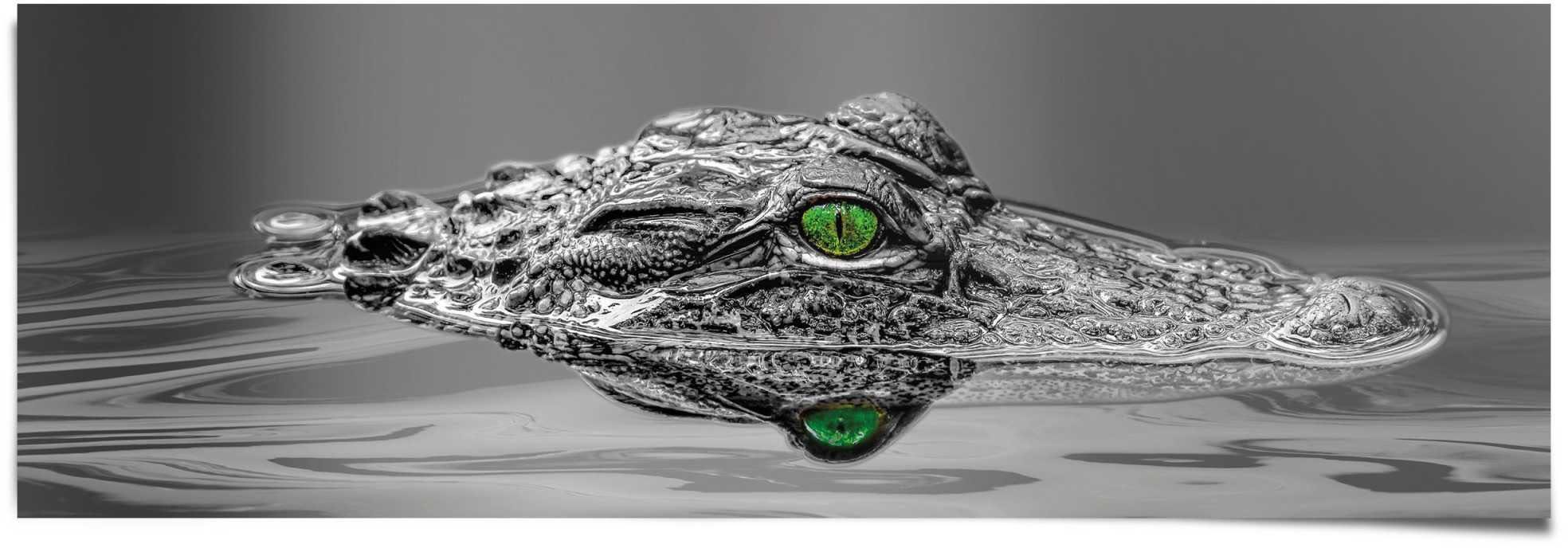 Reinders! Poster Alligator Augen, (1 St) | Poster