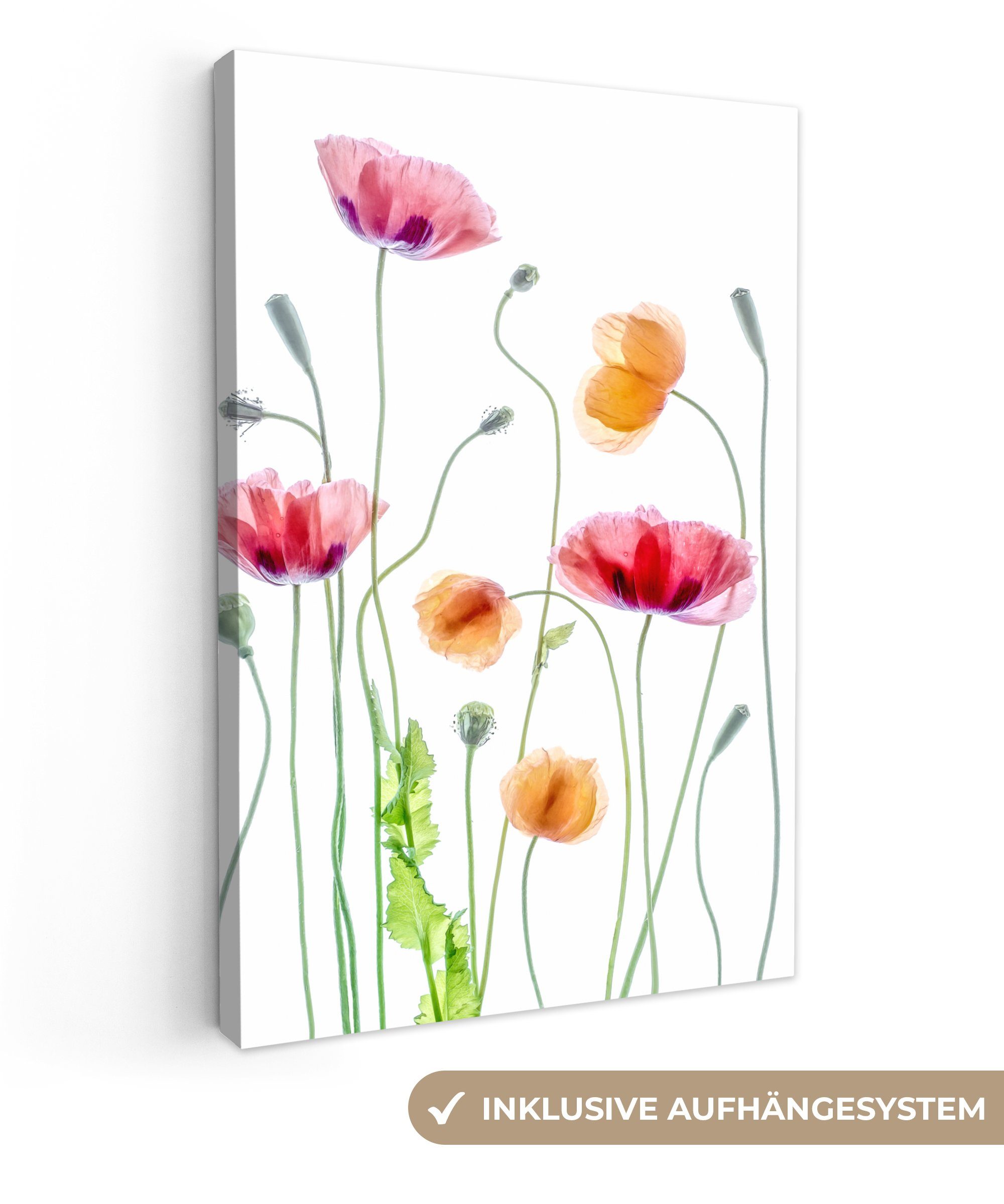 OneMillionCanvasses® Leinwandbild Mohn - Blumen - Frühling - Weiß, Fotodruc günstig online kaufen
