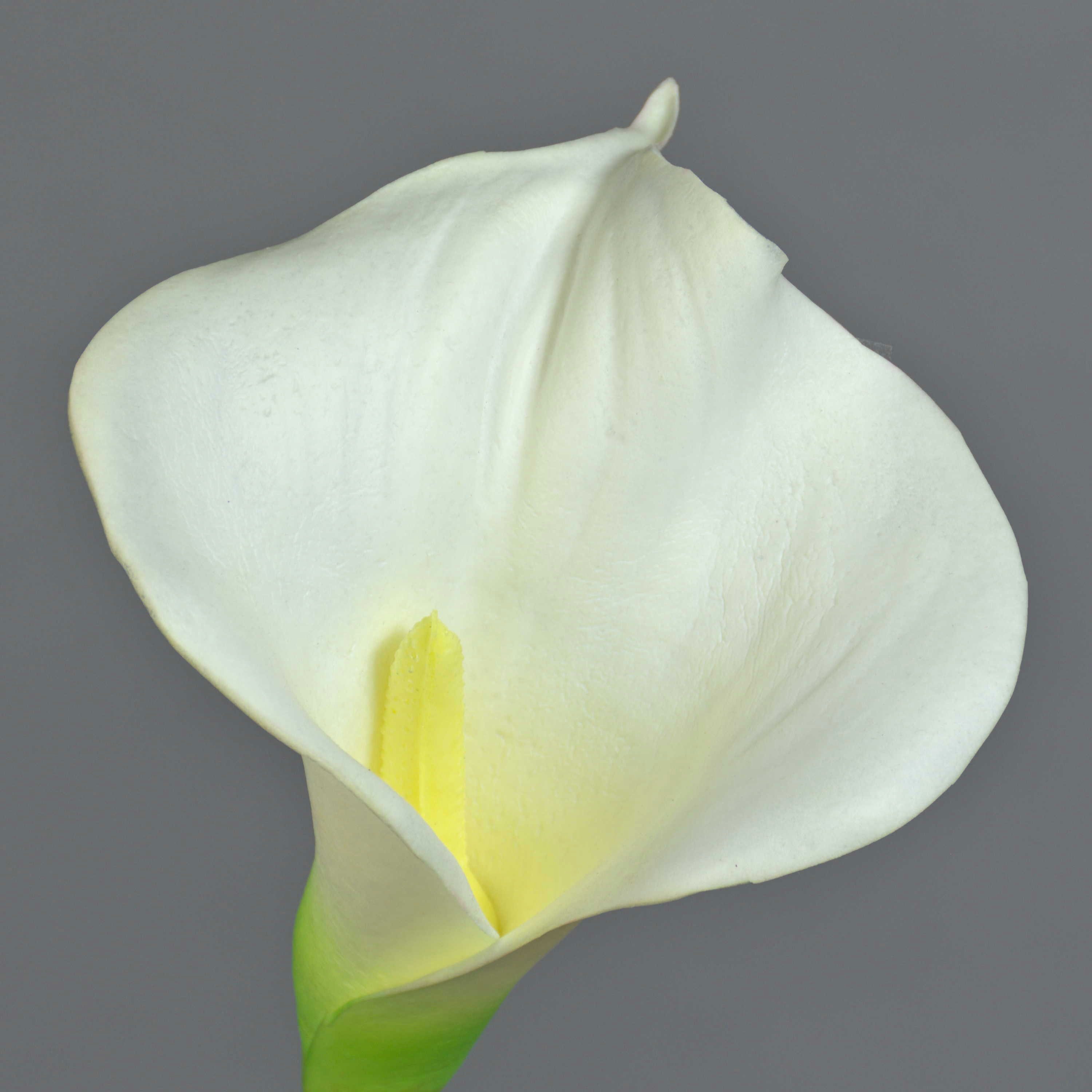 Kunstblume Deko Calla MIRAC, Creme, 75cm, 13x15cm Calla, artplants, Höhe 75.0 cm