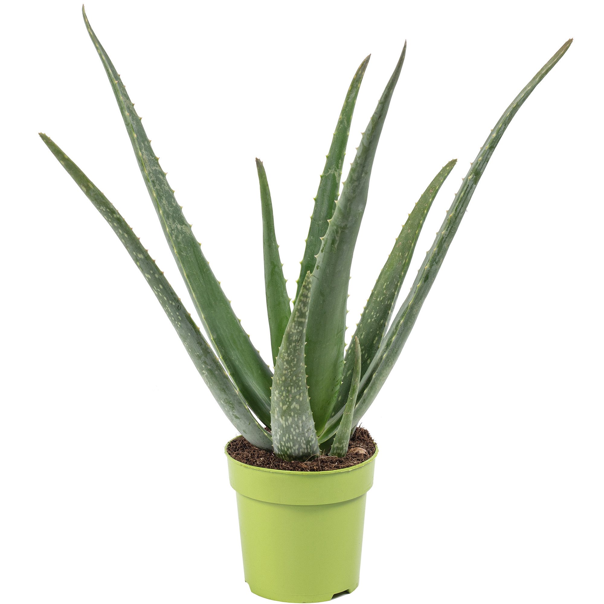 Flowerbox Zimmerpflanze Echte Aloe - Aloe vera, pflegeleicht - Höhe ca. 40 cm, Topf-Ø 12 cm