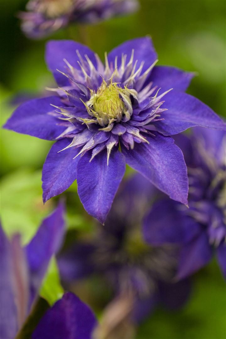 Pflanzen für Dich Kletterpflanze Clematis Hybride 'The President', 1 St., Waldrebe, großblumig, kletterpflanze