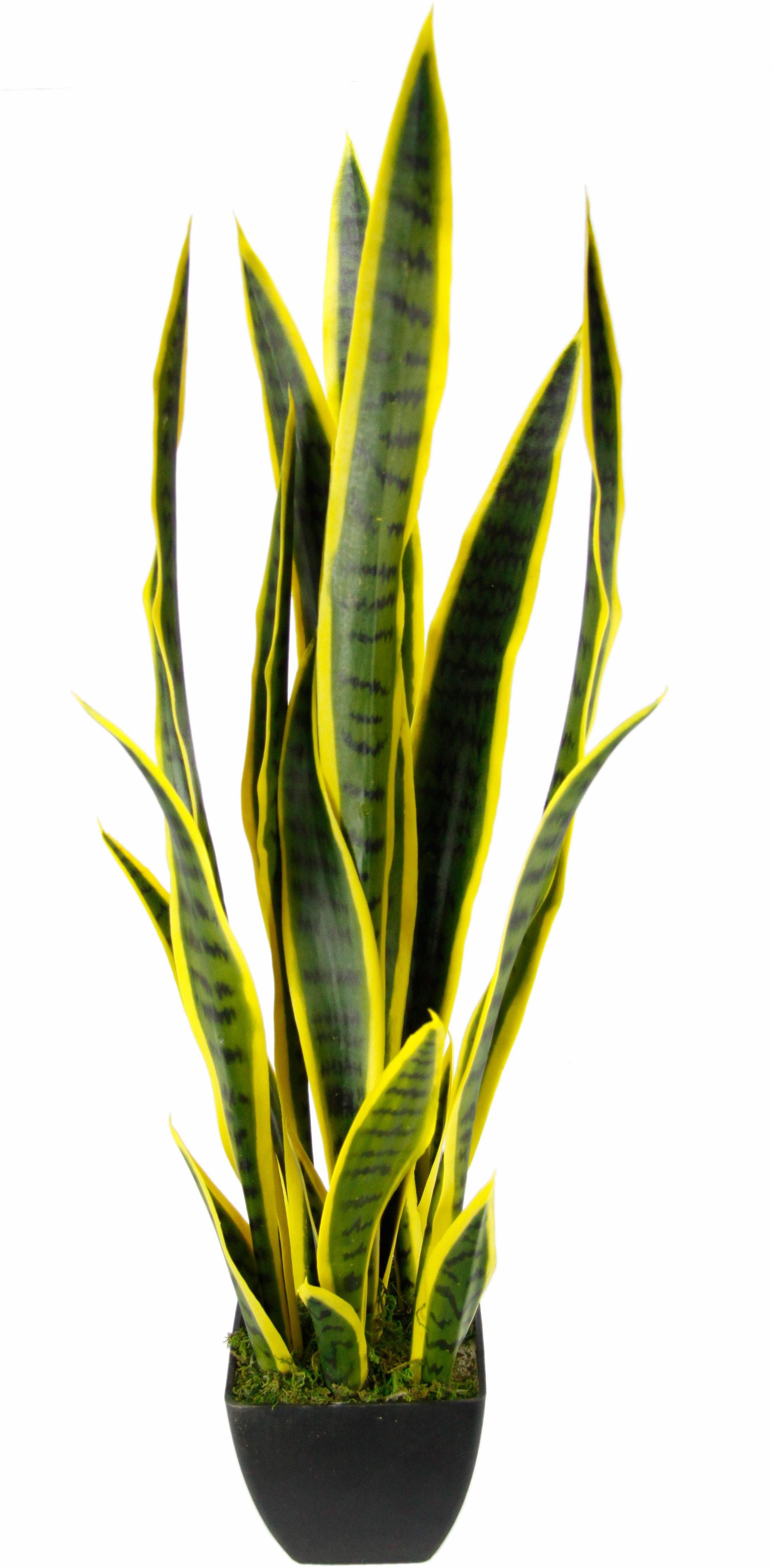 Kunstpflanze Senseverie Senseverie, I.GE.A., Höhe 85 cm günstig online kaufen