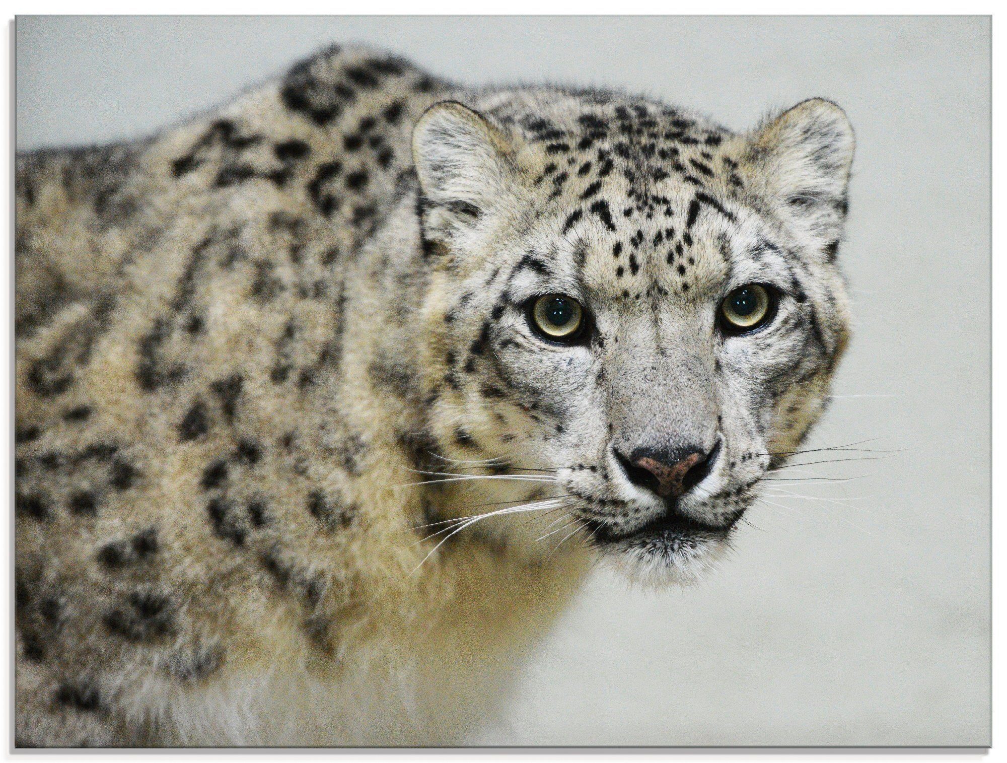 Artland Glasbild Schneeleopard, Wildtiere (1 St), in verschiedenen Größen