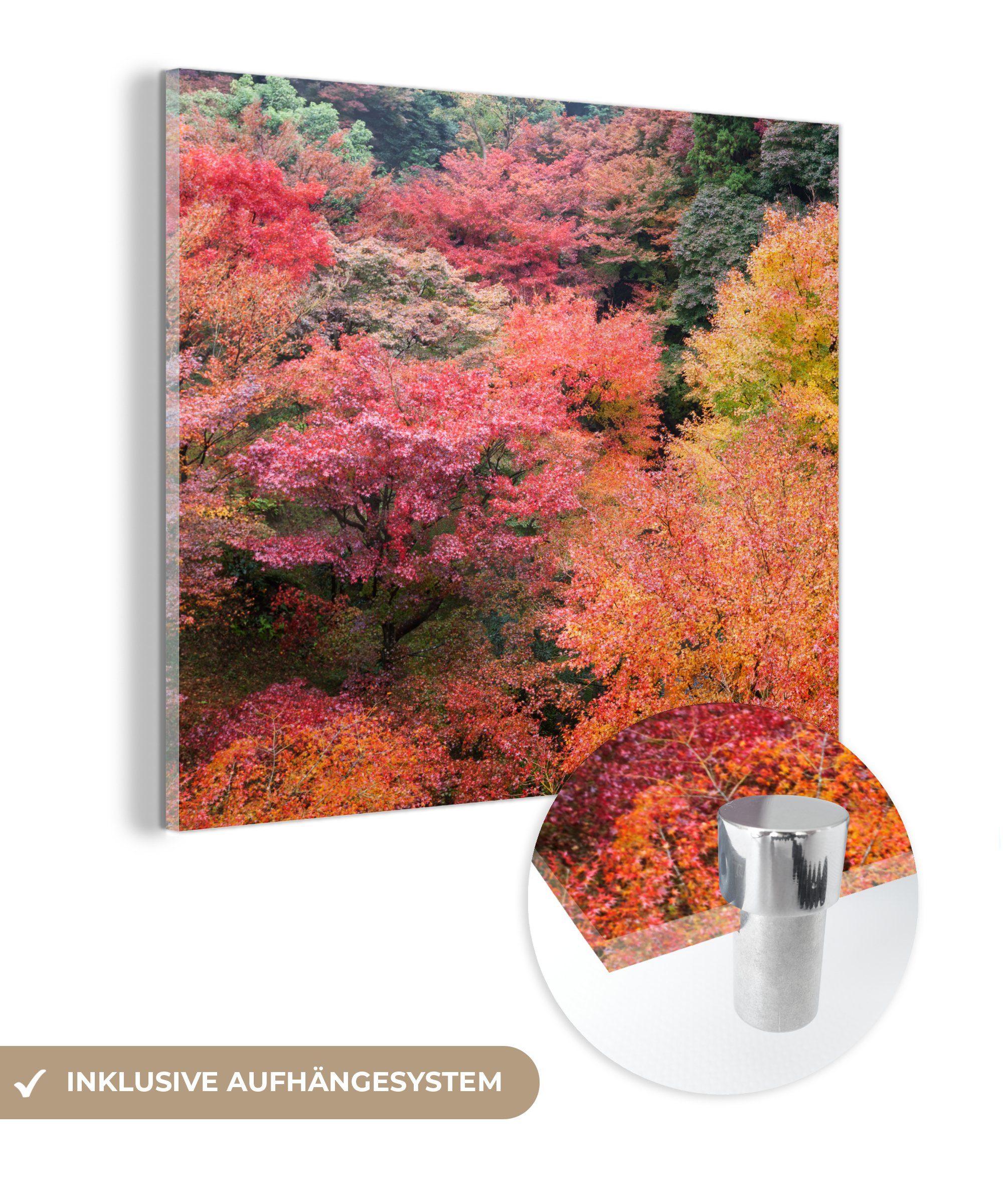 Glas St), Glas auf - Acrylglasbild - in Wanddekoration Foto Bilder auf Glasbilder japanischen mit Wandbild Wald - Kyoto, Ahornbäumen (1 MuchoWow