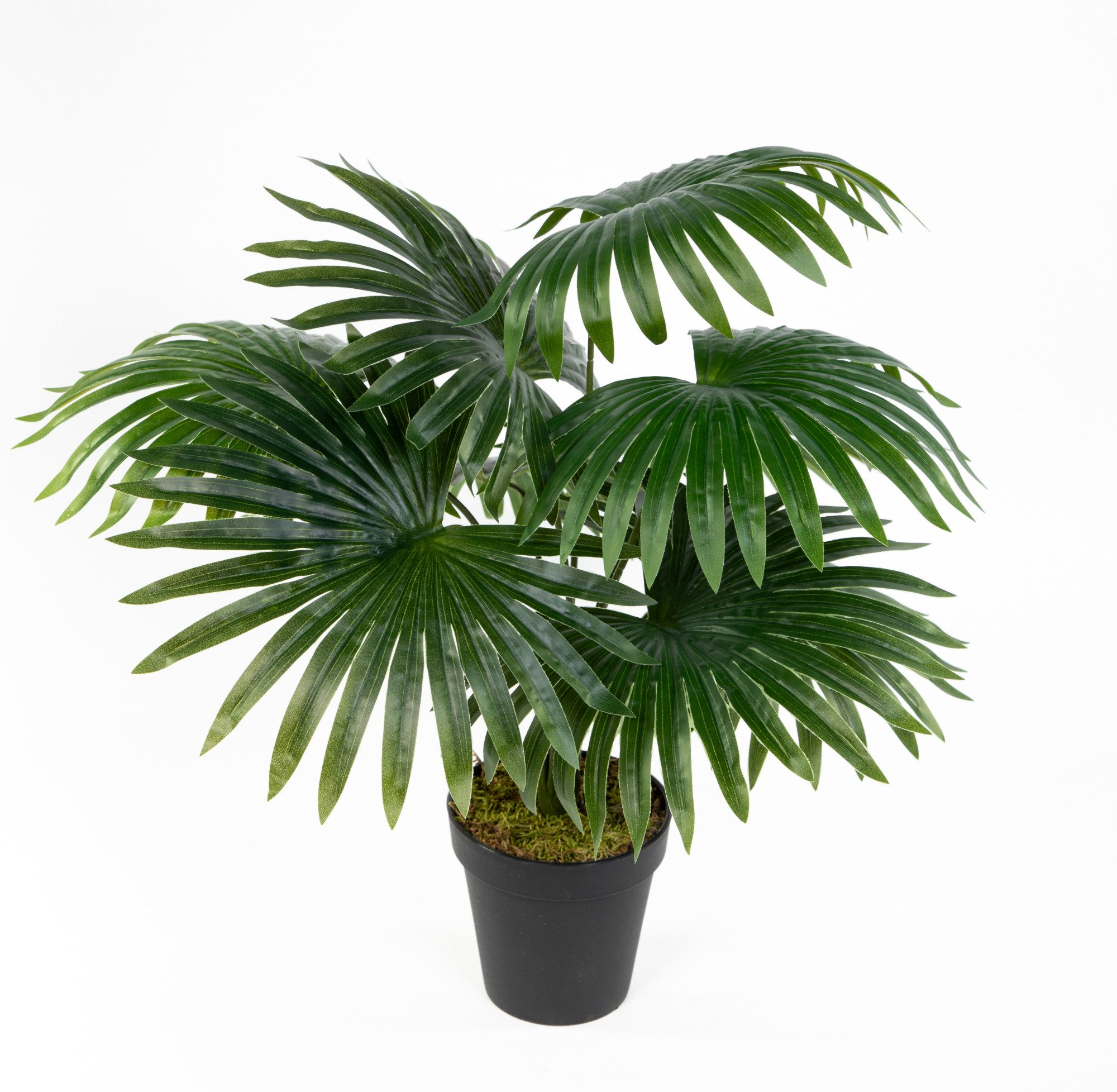 Kunstpflanze Fächerpalme Real Touch 40/50cm im Topf ZJ Kunstpalme künstlich günstig online kaufen