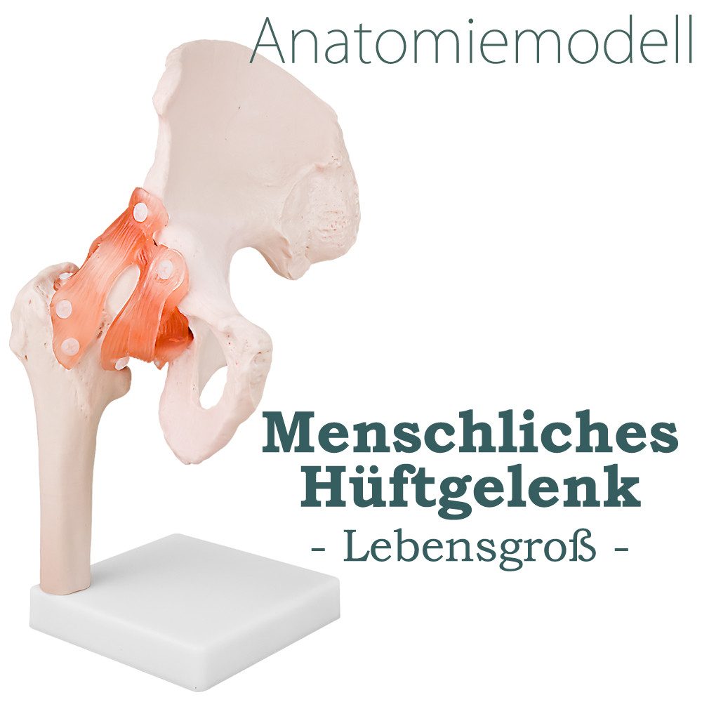 MedMod Dekoobjekt Anatomiemodell Skelett Modell Lebensgroß Anatomisches Modell Hüfte – Bild 2 von 5