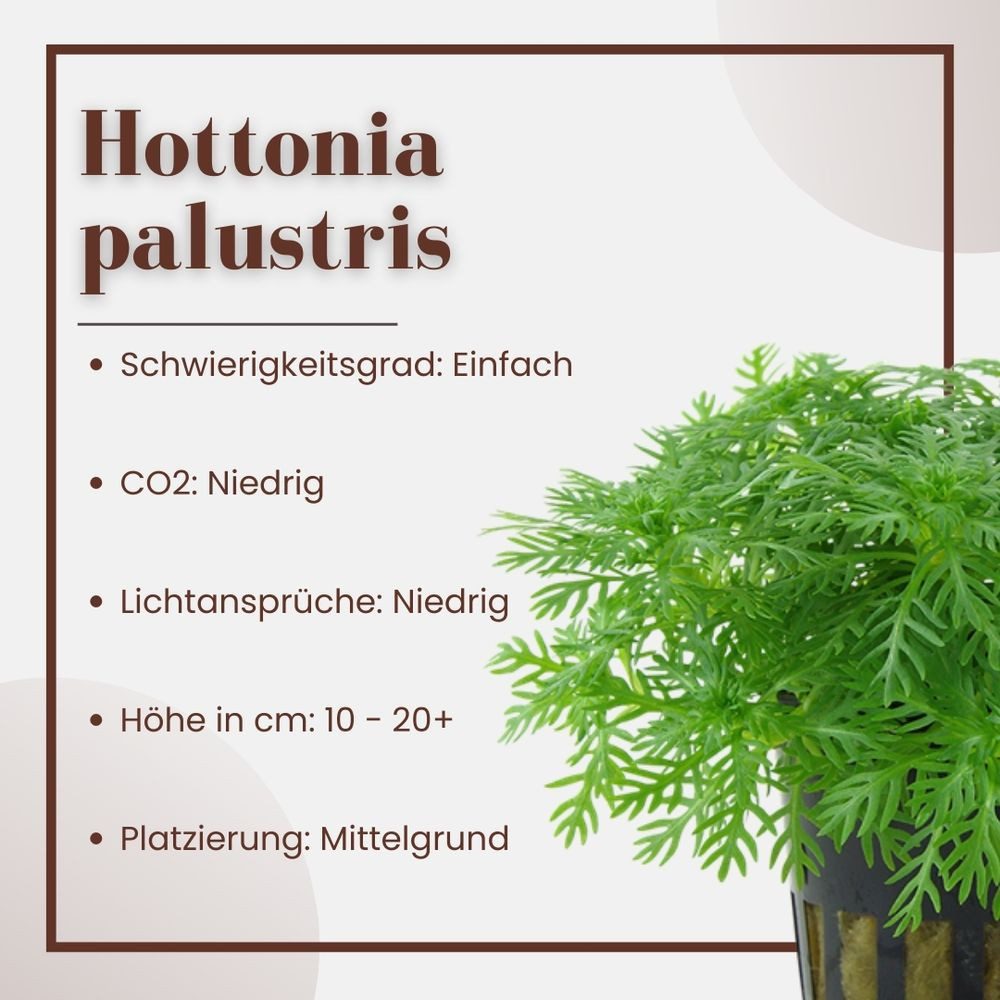 Aquaone Wasserpflanze Aquariumpflanze Hottonia palustris Nr.027 günstig online kaufen