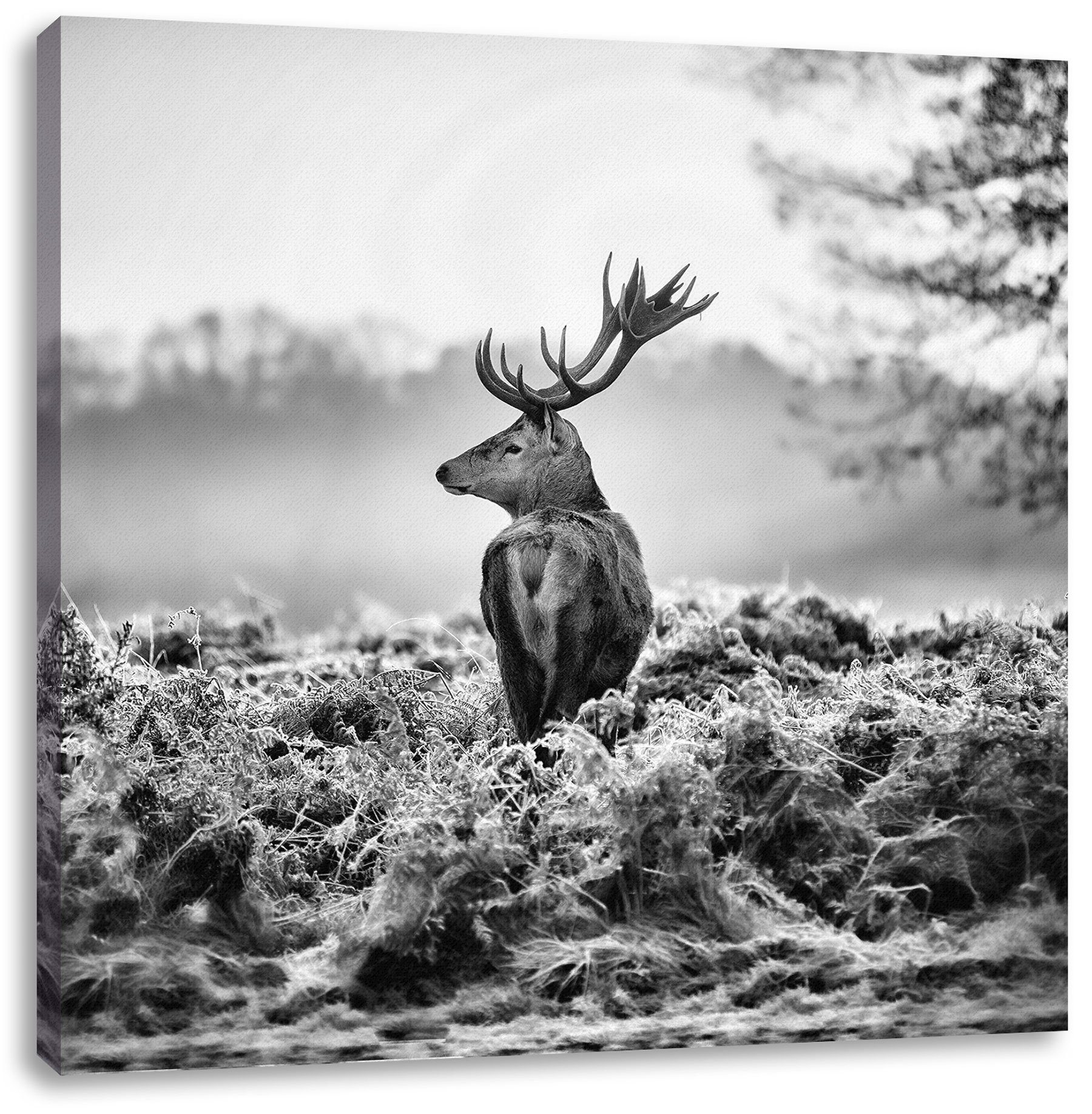 Supermarkt Pixxprint Leinwandbild inkl. Stolzer Hirsch, bespannt, (1 Stolzer St), Zackenaufhänger Hirsch fertig Leinwandbild