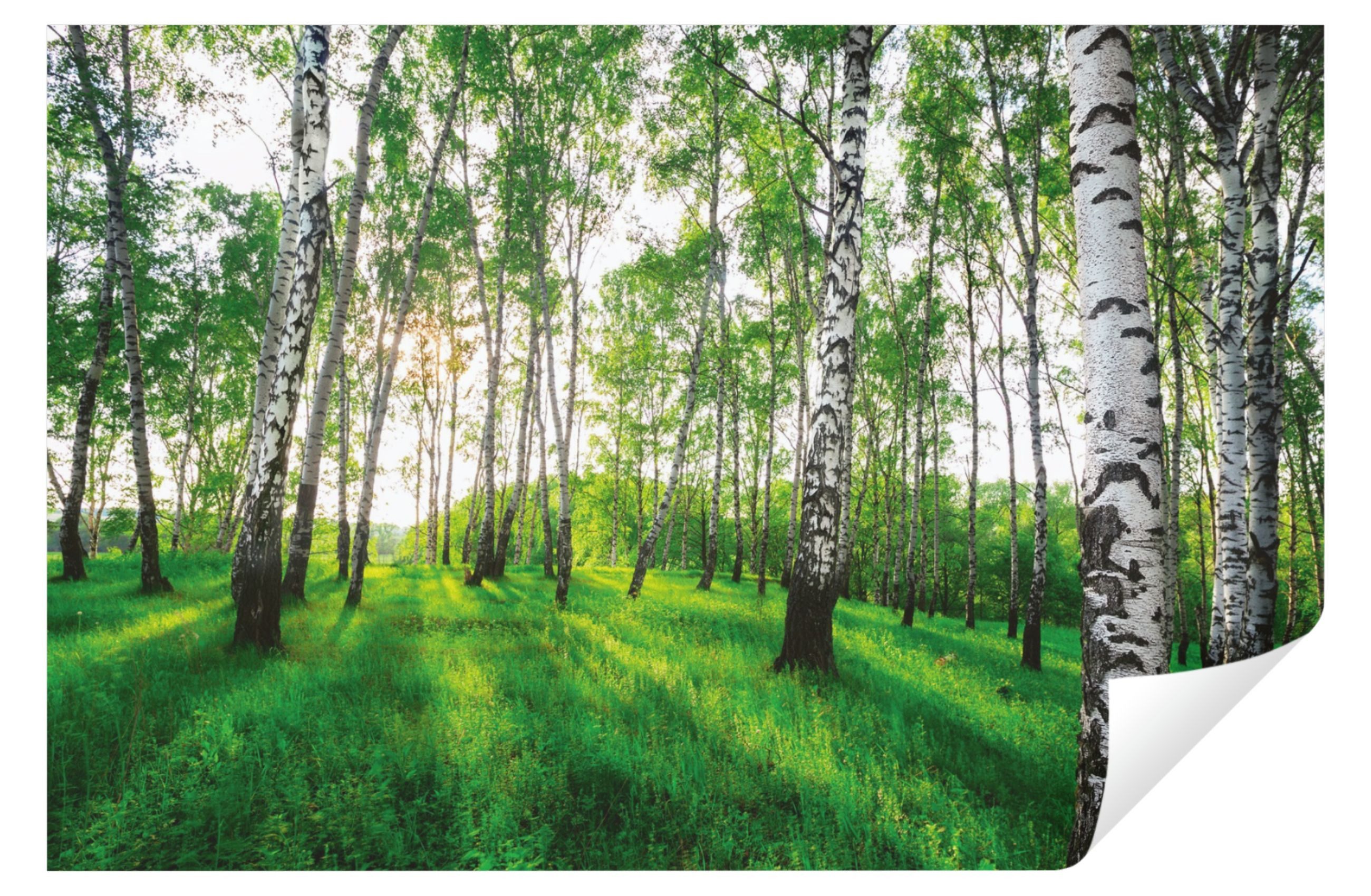 Wallarena Fototapete Wald Birkenwald Birken Natur 3D EFFEKT Tapete Wohnzimm günstig online kaufen