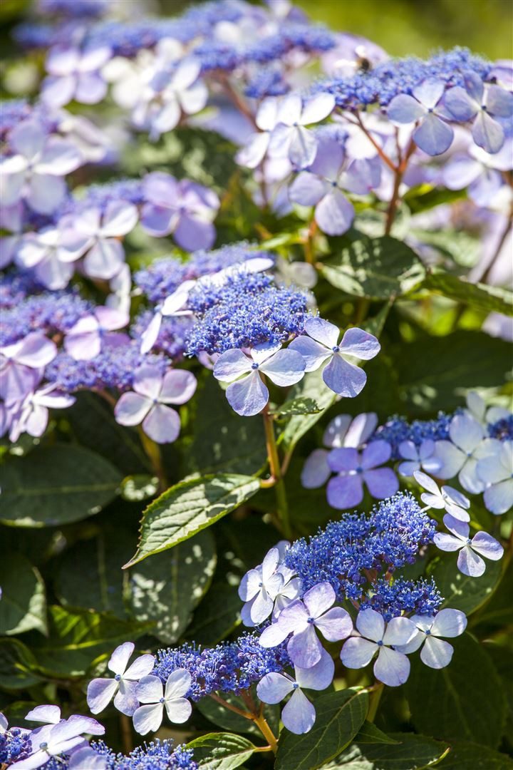 Pflanzen für Dich Gehölze Hydrangea mac. Bodensee, 1 St., Bodensee-Hortensie, Gartenhortensie, Bauernhortensie