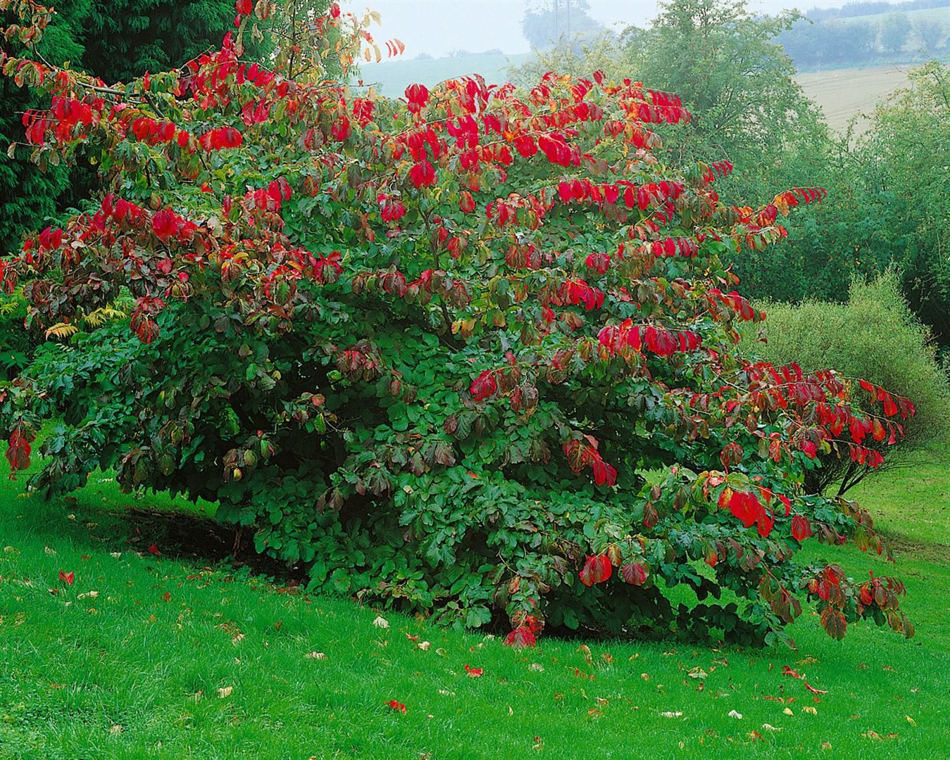Pflanzen für Dich Baum Parrotia persica, 1 St., Eisenholzbaum, Persischer Eisenholzbaum, herbstfärbung, schirmförmig – Bild 5 von 5