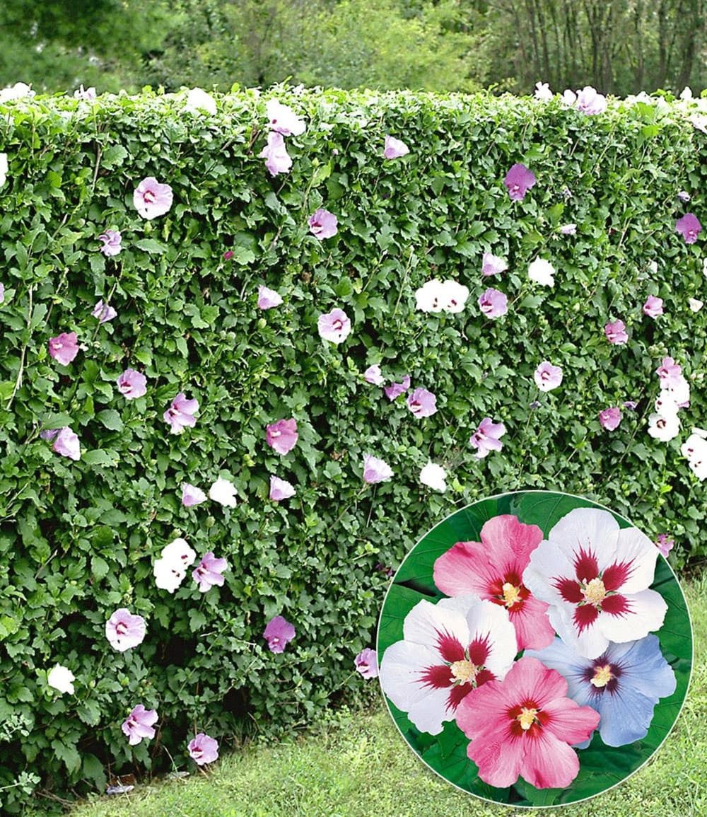 BALDUR Garten Hecken Gemischte Hecken-Kollektion, 10 St., Leyland-zypressen-hecke, winterhart, mehrjährig, blickdicht