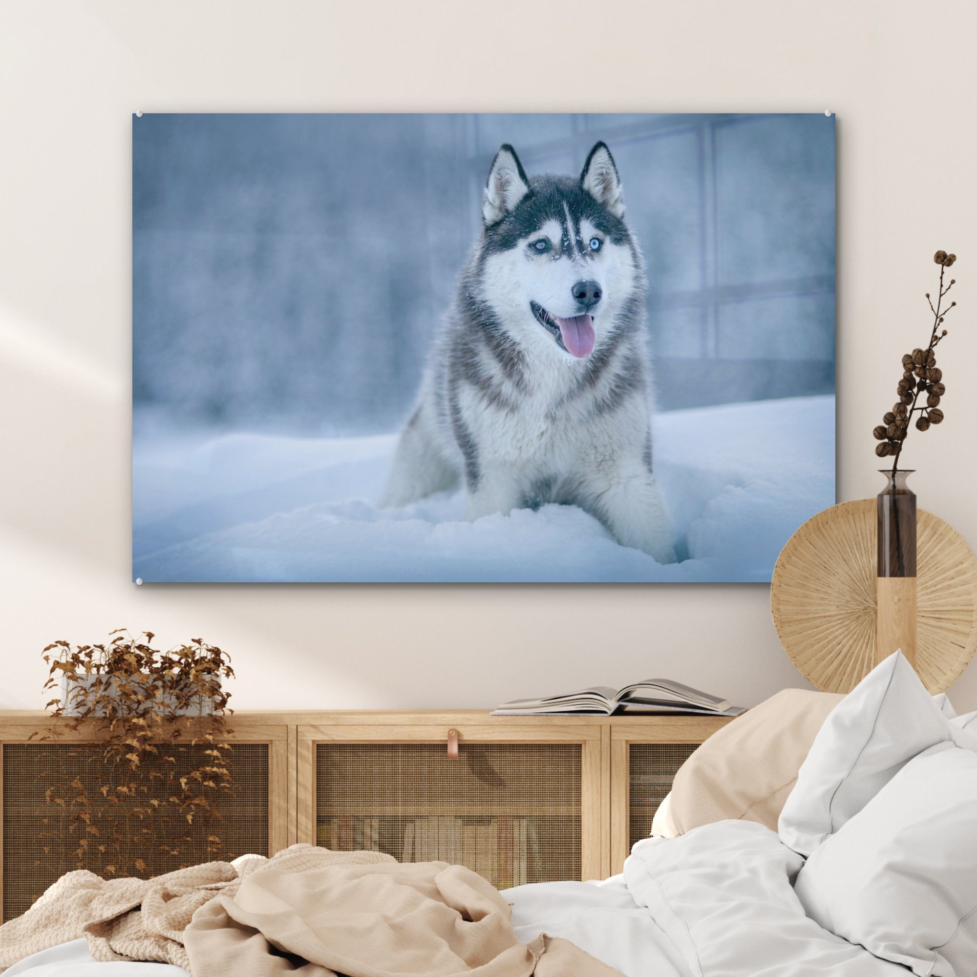 & Schnee - (1 St), Acrylglasbilder Husky Natur, Schlafzimmer - Acrylglasbild MuchoWow Wohnzimmer