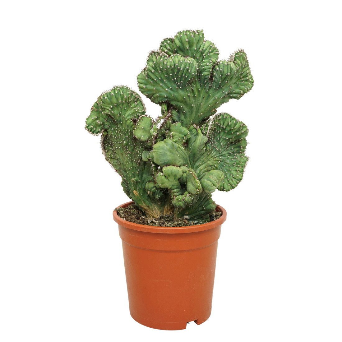 Kaktus Heidelbeerkaktus Myrtillocactus geometrizans cristata 17cm Topf