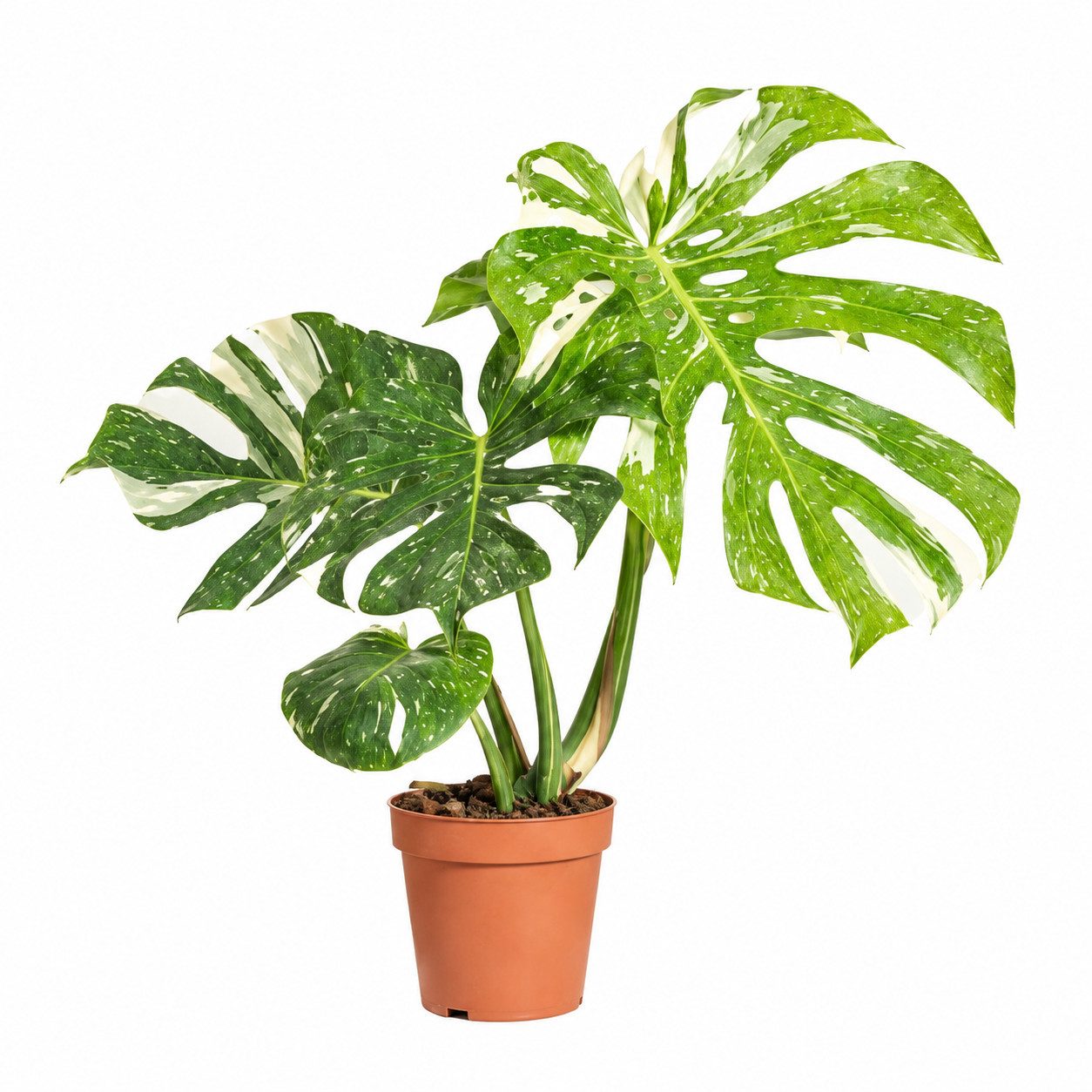 Bloomique Zimmerpflanze Monstera Deliciosa Thai Constellation, Fensterblatt, 25-30 cm, 1 St.
