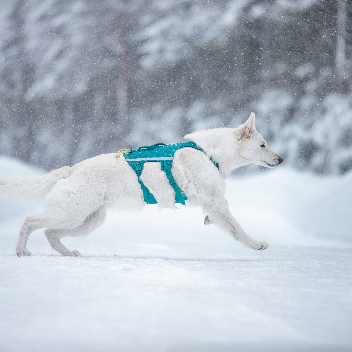 Non-stop dogwear Hunde-Geschirr Hundegeschirr Ramble Harness long blau