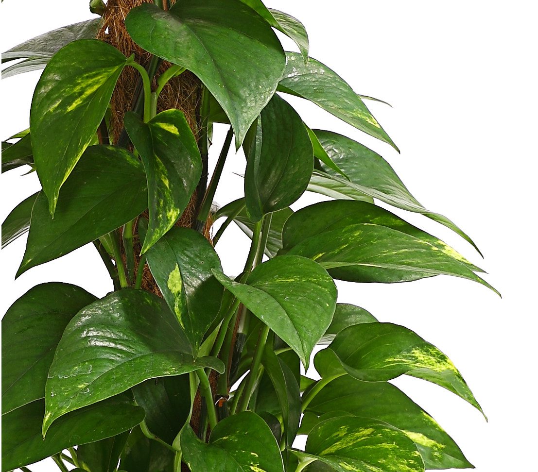 Dehner Zimmerpflanze Efeutute, Epipremnum aureum, an Moosstab gebunden, immergrüne Kletterpflanze mit Luftwurzeln und gefleckten Blättern