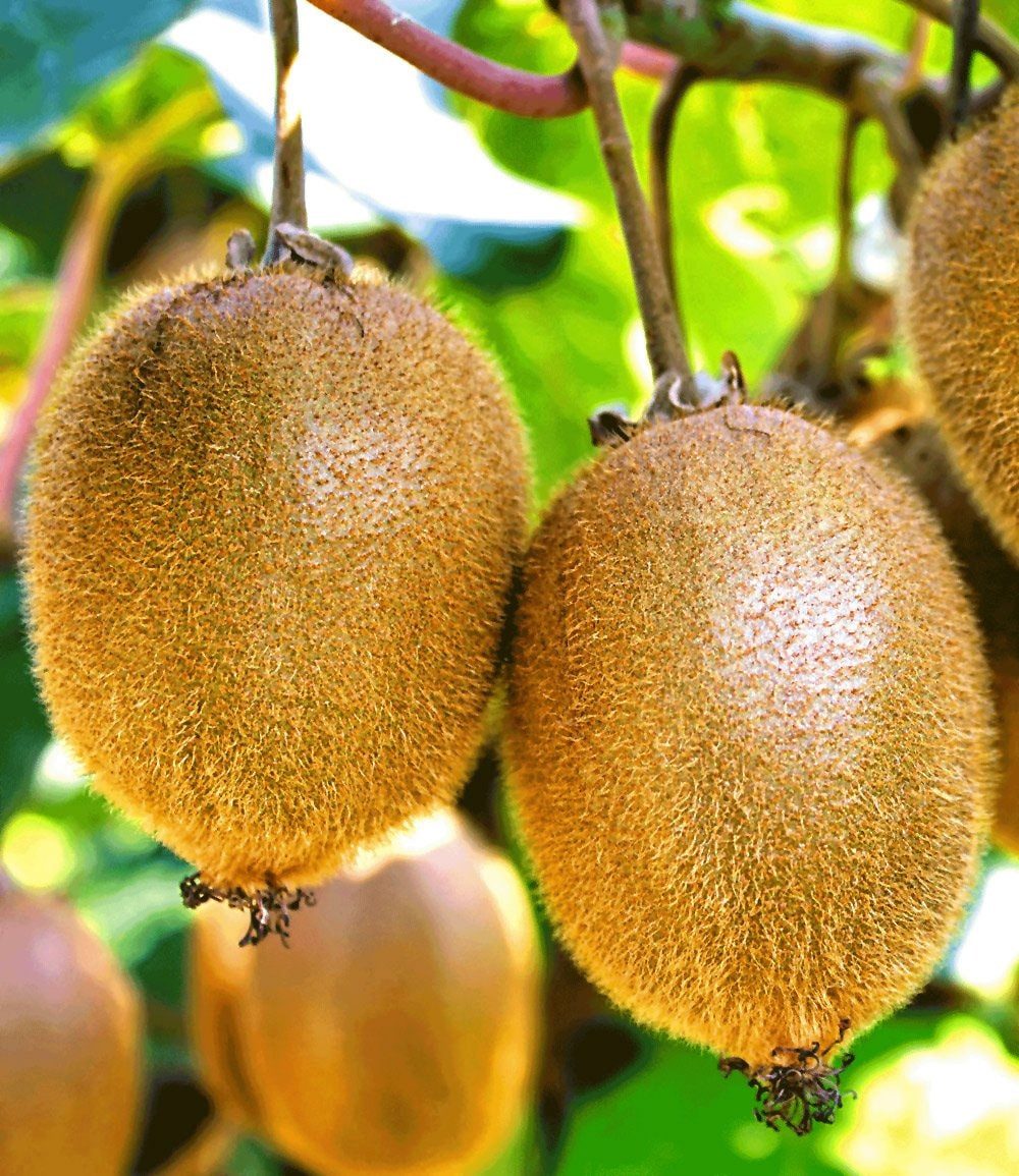 BALDUR Garten Obstpflanze Selbstfruchtende, großfruchtige Kiwi 'Solissimo® renact®', 1 St., Selbstbefruchtend, essbar,winterhart, mehrjährig, pflegeleicht