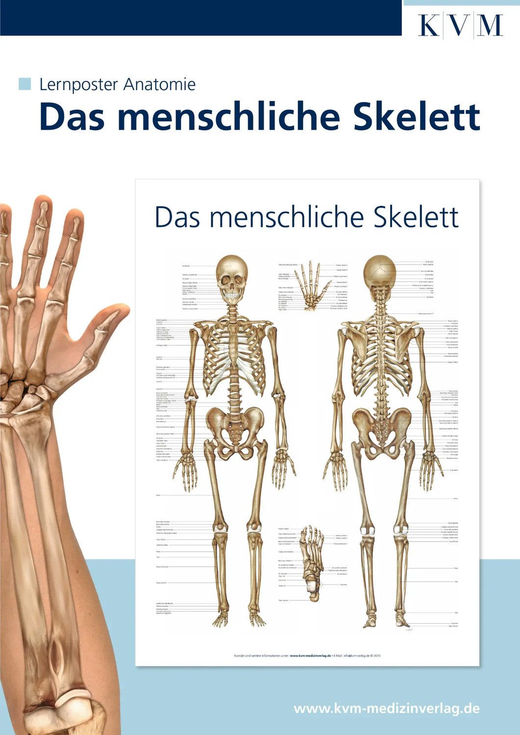 Poster Anatomie Lernposter. Das menschliche Skelett günstig online kaufen