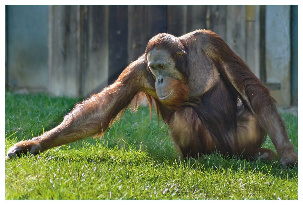 Wallario Küchenrückwand Sitzender Orang-Utan im Gras, (1-tlg)