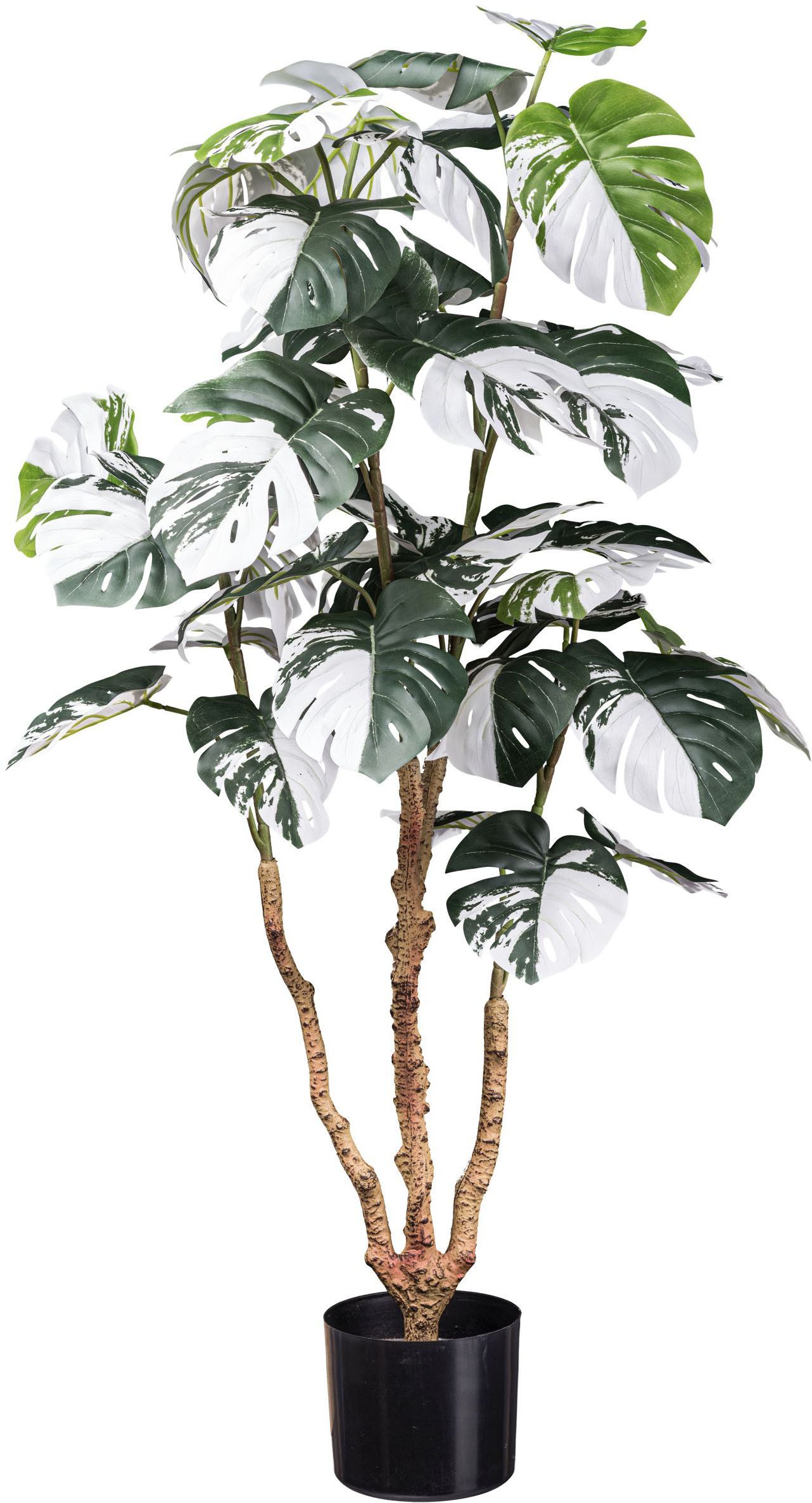 Kunstpflanze Monstera Deliciosa Variegata Grünpflanze, Creativ günstig online kaufen