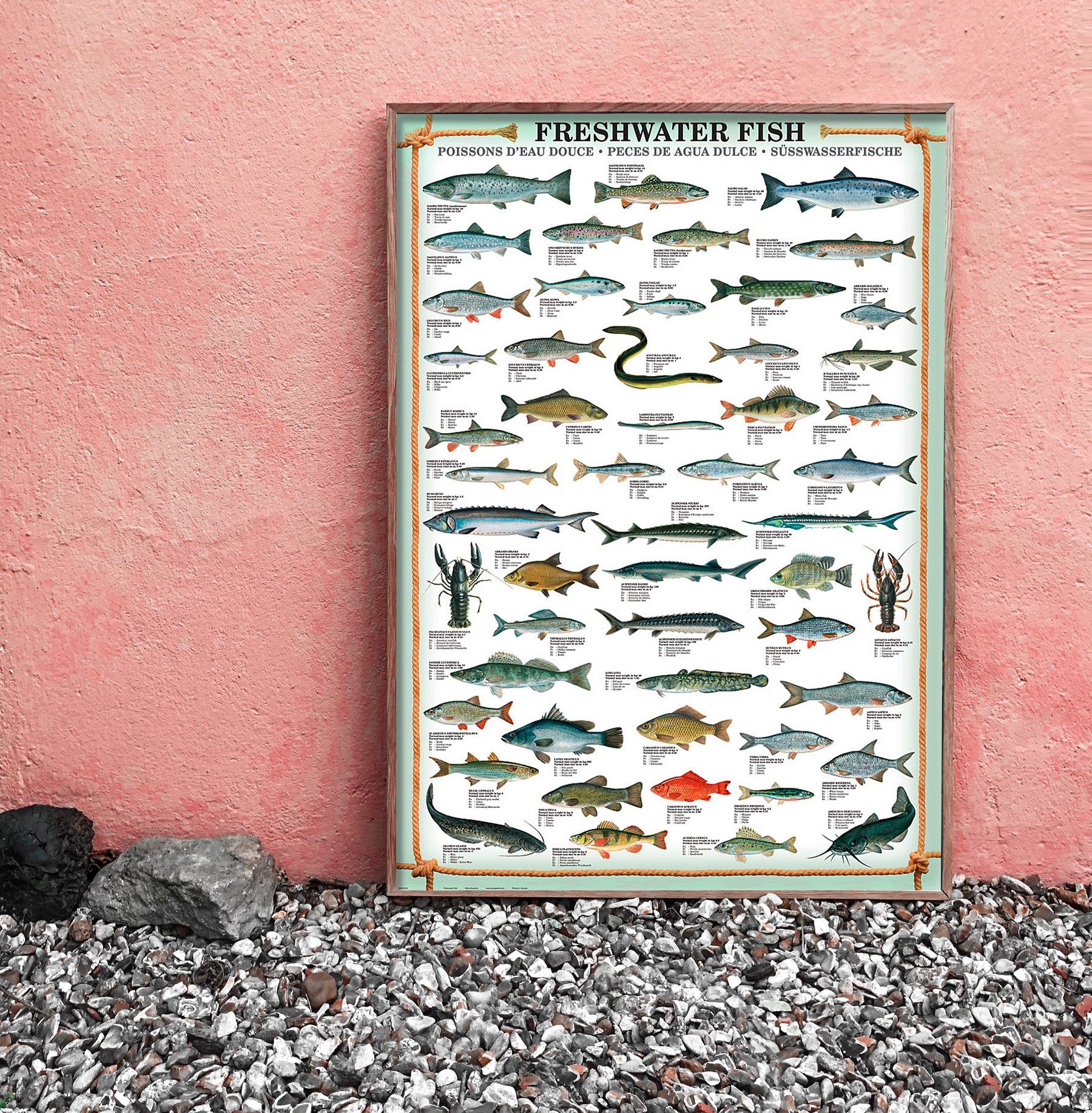 Close Up Kunstdruck Freshwater Fish Kunstdruck günstig online kaufen