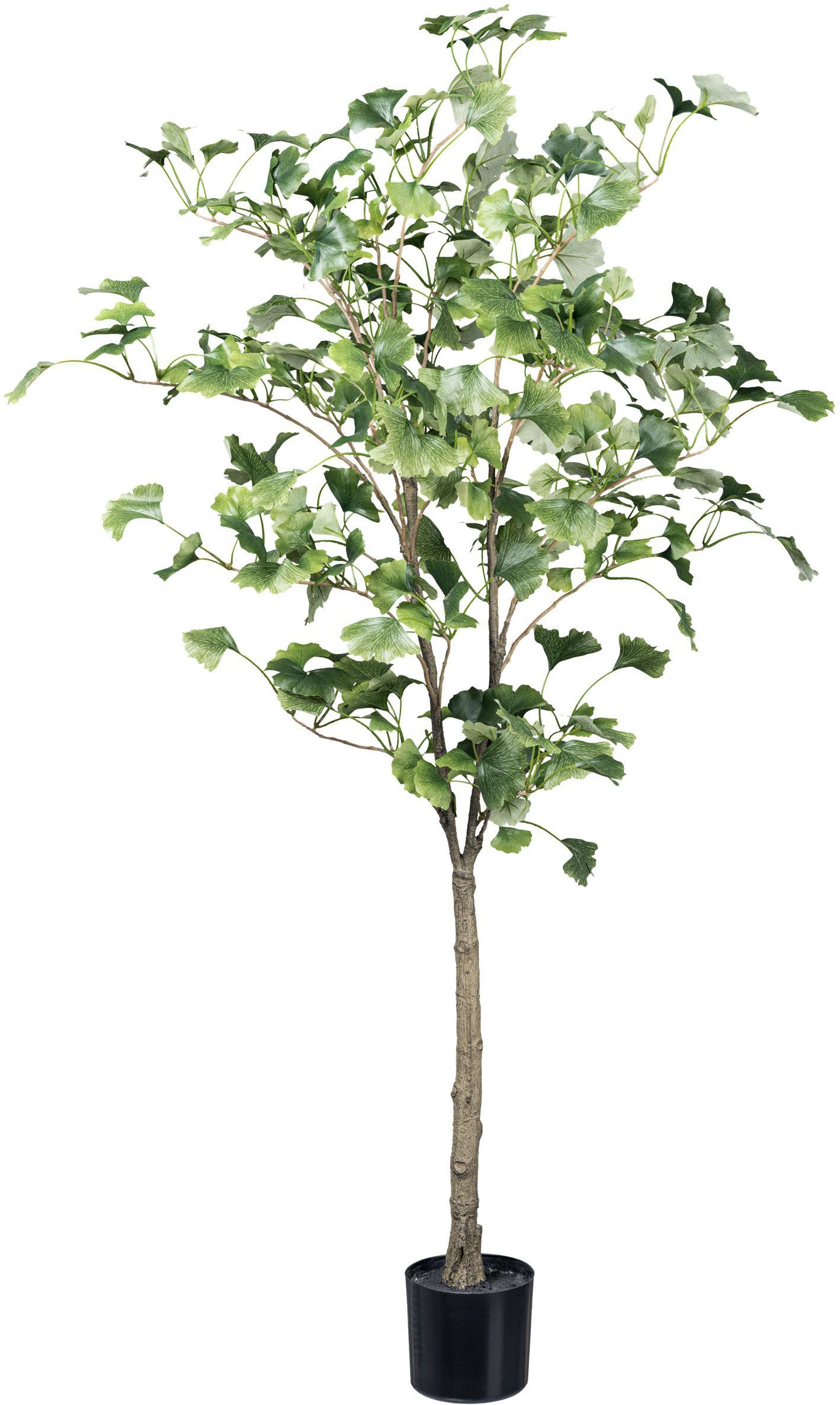 Kunstpflanze Gingkobaum Gingkobaum, Creativ green, Höhe günstig online kaufen