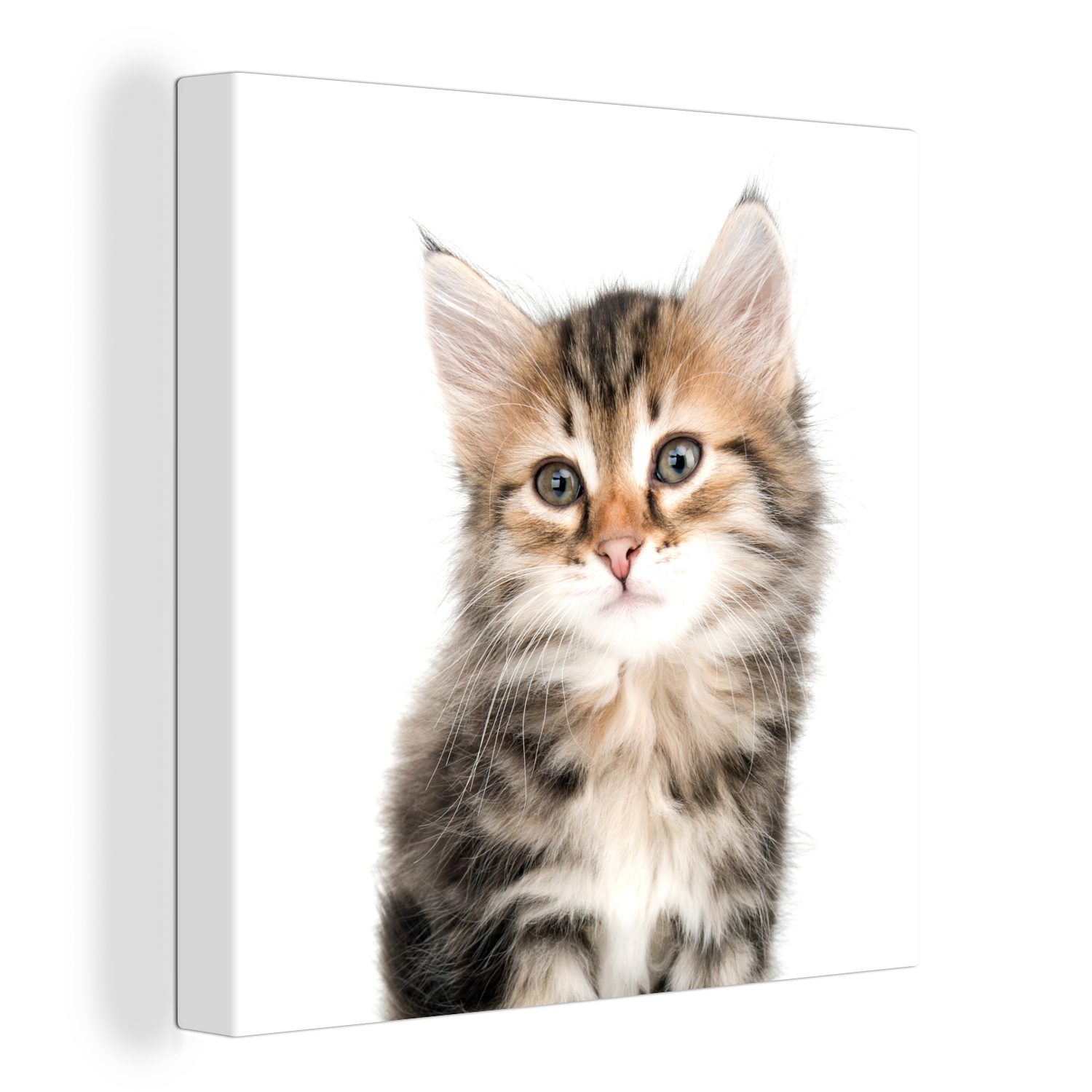 OneMillionCanvasses® Leinwandbild Kätzchen - Weiß - Nase - Mädchen - Kinder - Jungen - Kinder, (1 St), Leinwand Bilder für Wohnzimmer Schlafzimmer bunt