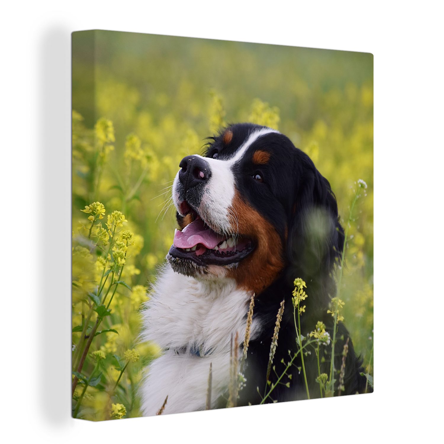 OneMillionCanvasses® Leinwandbild Ein Berner Sennenhund zwischen gelben Blumen, (1 St), Leinwand Bilder für Wohnzimmer Schlafzimmer