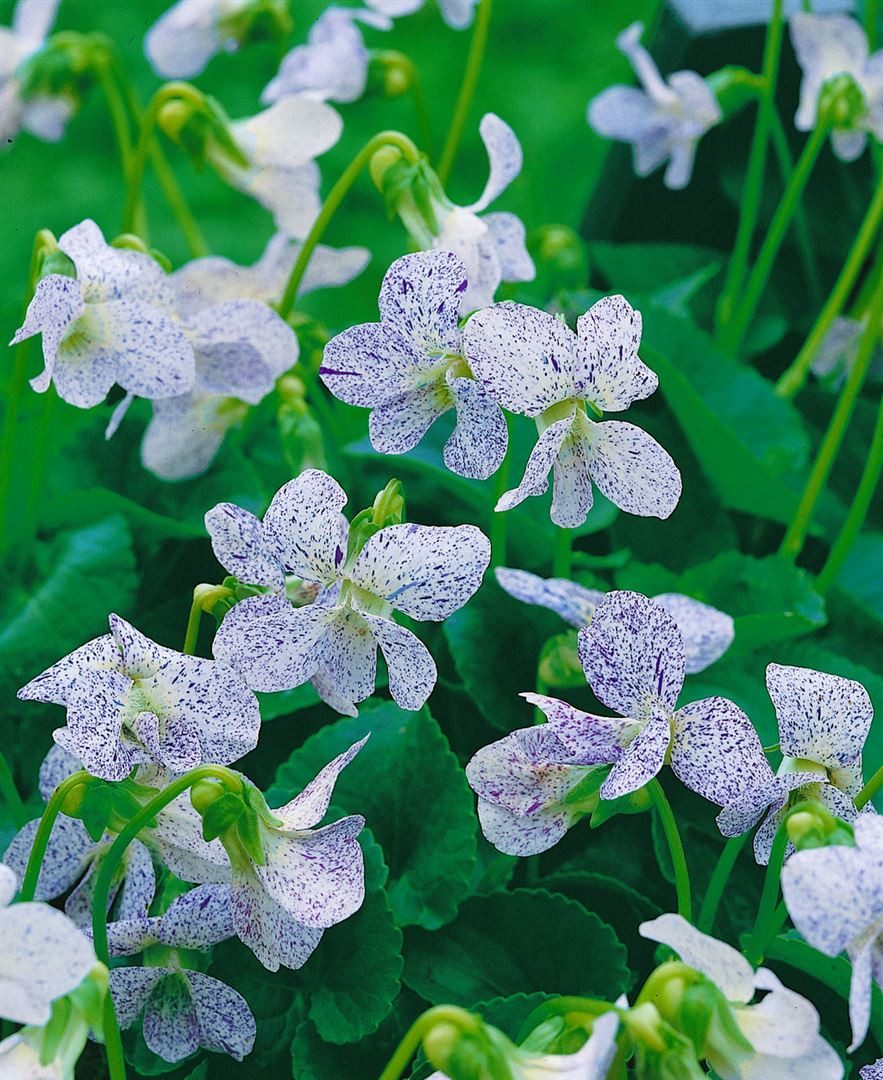 Pflanzen für Dich Staude Viola sororia Freckles, 1 St., Freckles-Veilchen, Veilchen