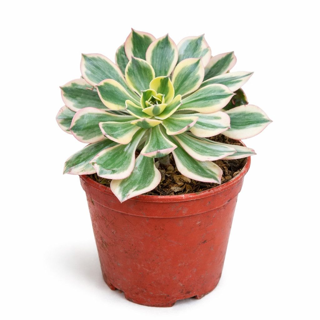 Exotenherz Kaktus Echinocereus rigidissimus rubrispinus Rarität 14cm Topf