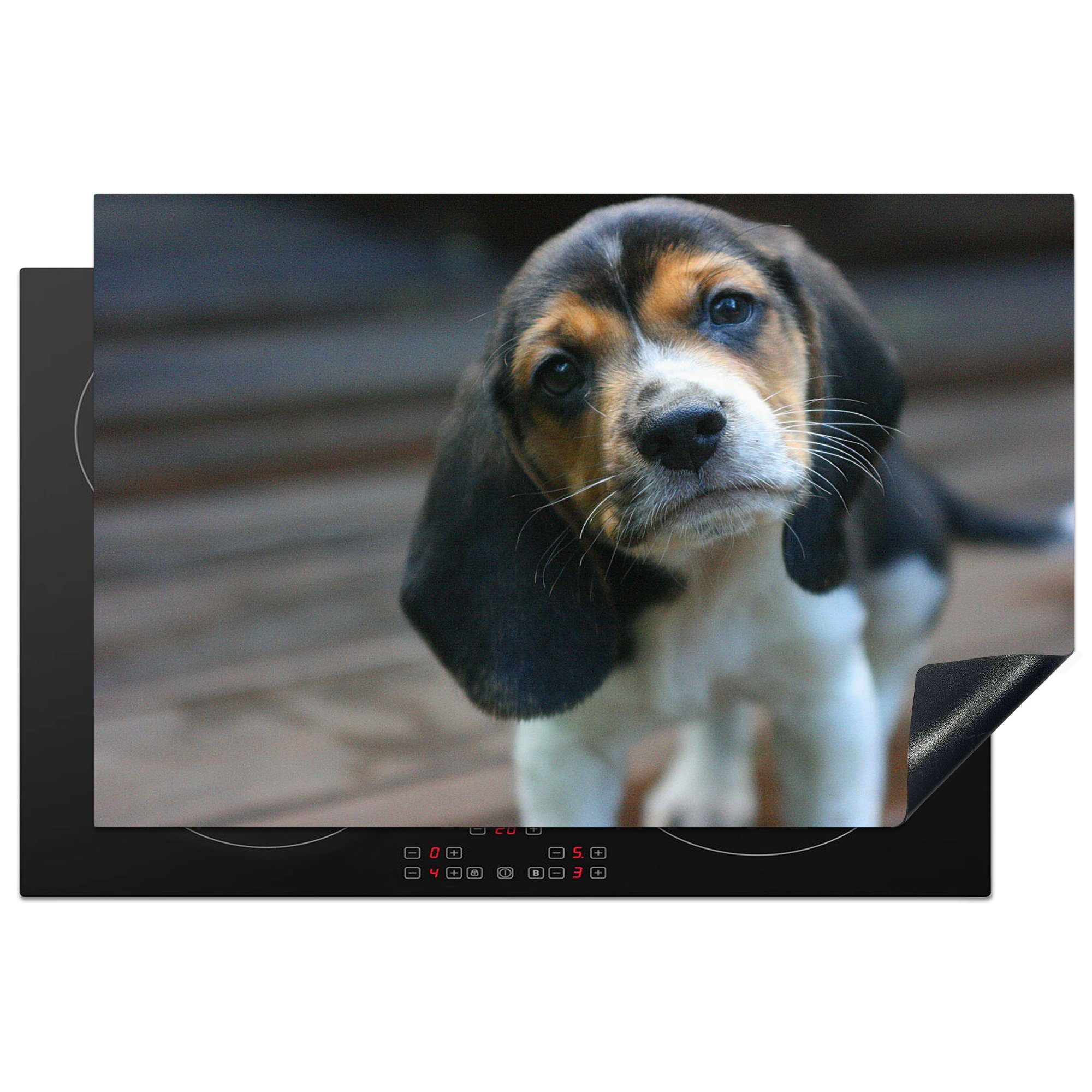 MuchoWow Herdblende-/Abdeckplatte Nahaufnahme eines Beagle-Welpen, Vinyl, (1 tlg), 81x52 cm, Induktionskochfeld Schutz für die küche, Ceranfeldabdeckung