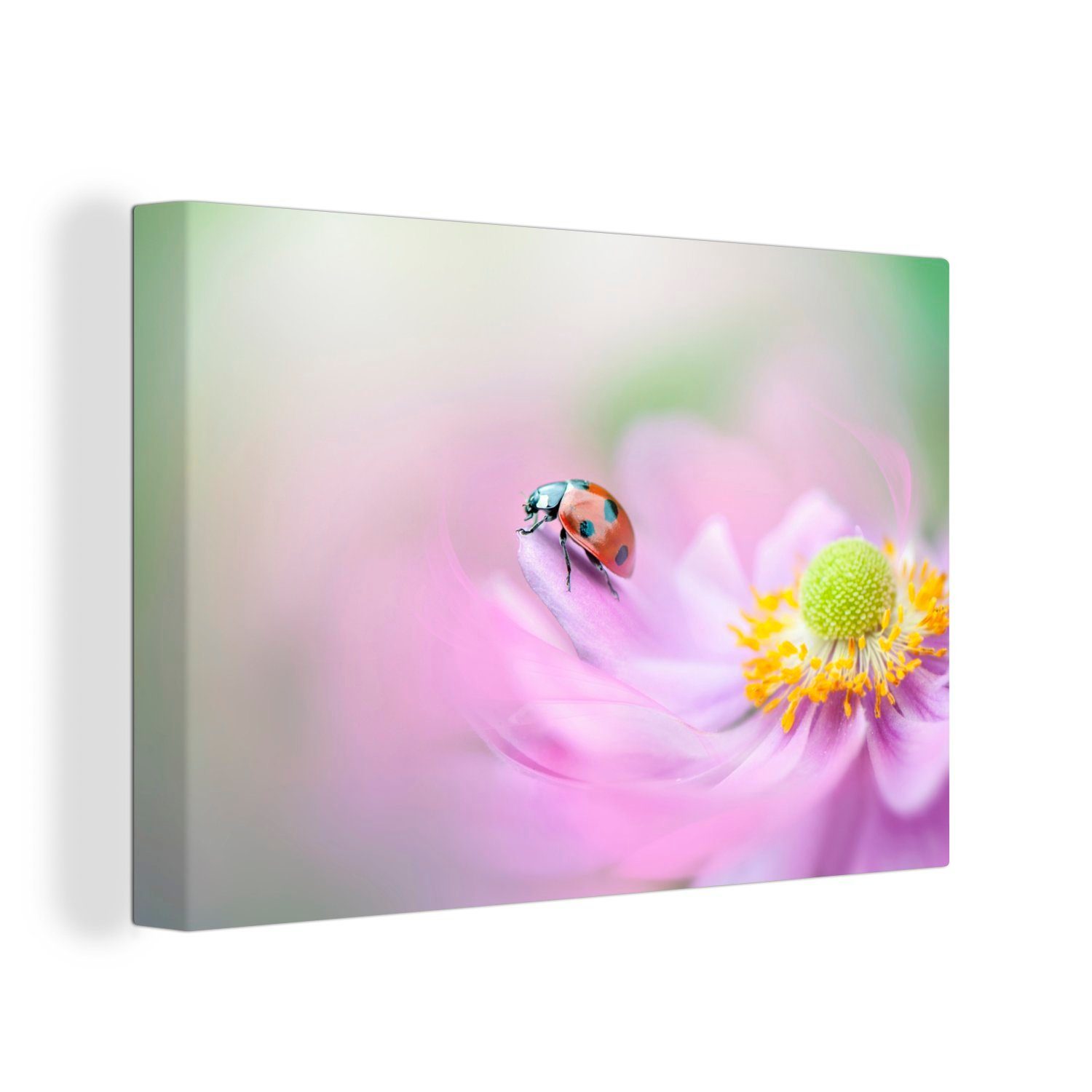 OneMillionCanvasses® Leinwandbild Marienkäfer auf einer rosa Anemone, (1 St), Wandbild Leinwandbilder, Aufhängefertig, Wanddeko, 30x20 cm