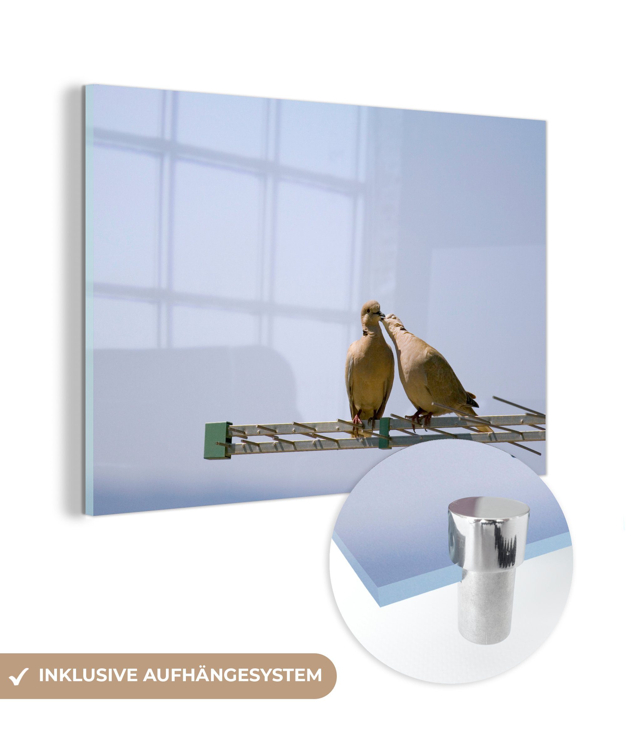 - Wohnzimmer St), Tiere, Turteltaube Acrylglasbilder MuchoWow - (1 Schlafzimmer & Antenne Acrylglasbild