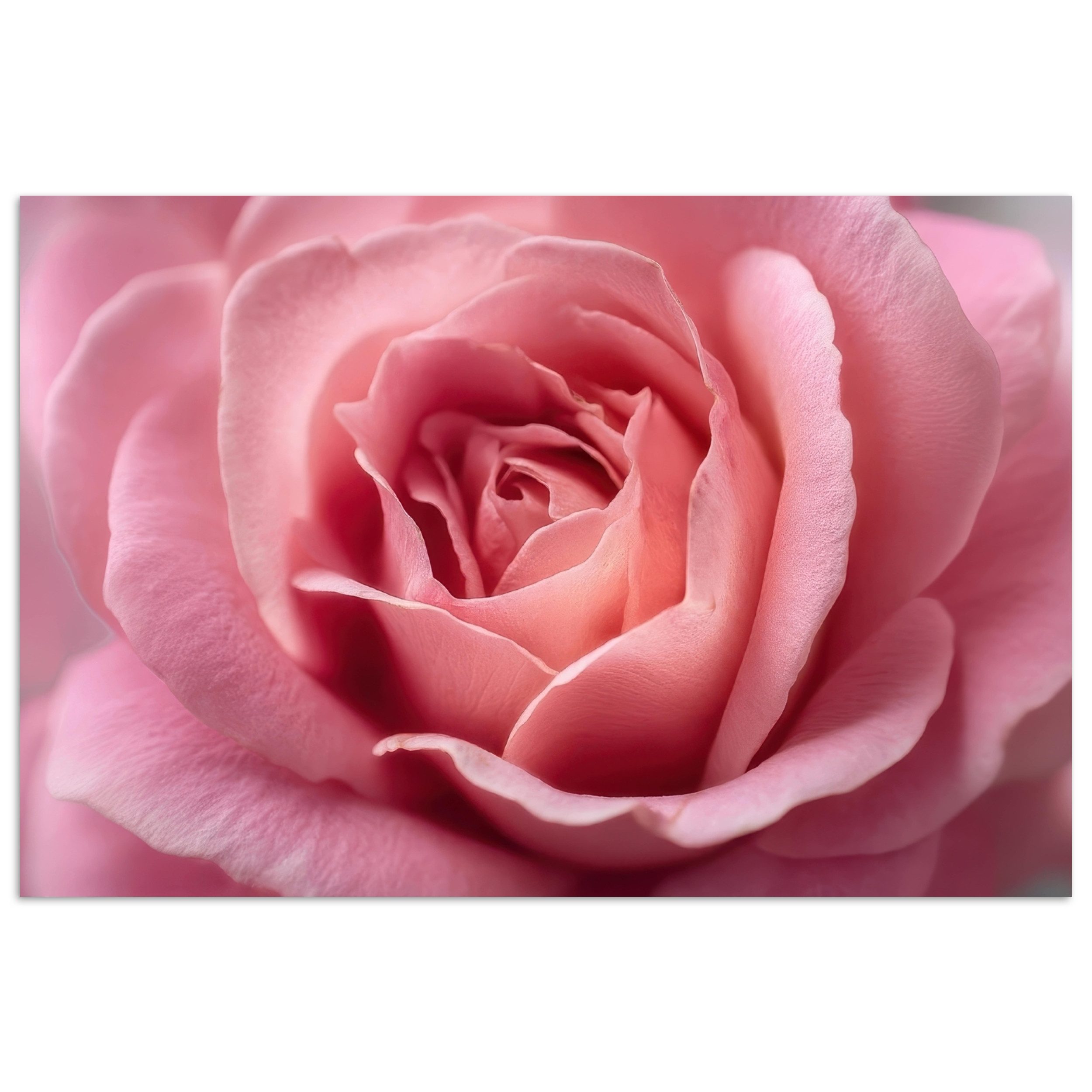 MuchoWow Poster Rosa - Rose - günstig online kaufen