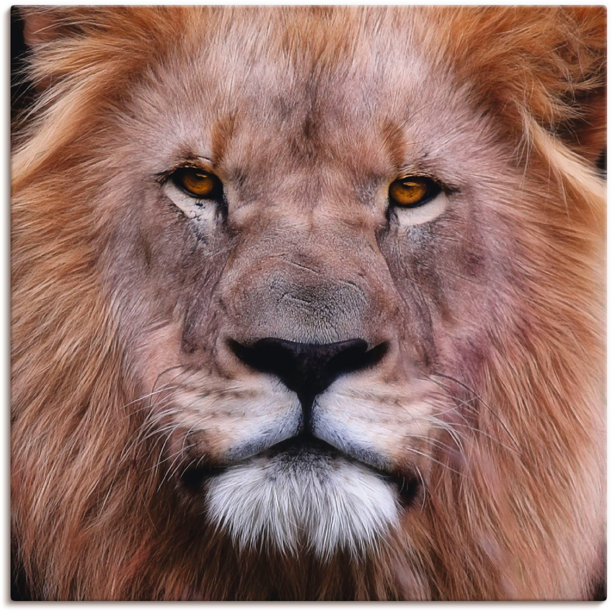König (1 Löwen, Größen Artland Wandbild in St), als Leinwandbild, Wildtiere oder Wandaufkleber der versch. Poster