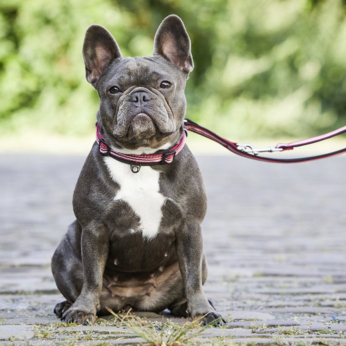 Wolters Hunde-Halsband Halsband Active Pro rot/schwarz